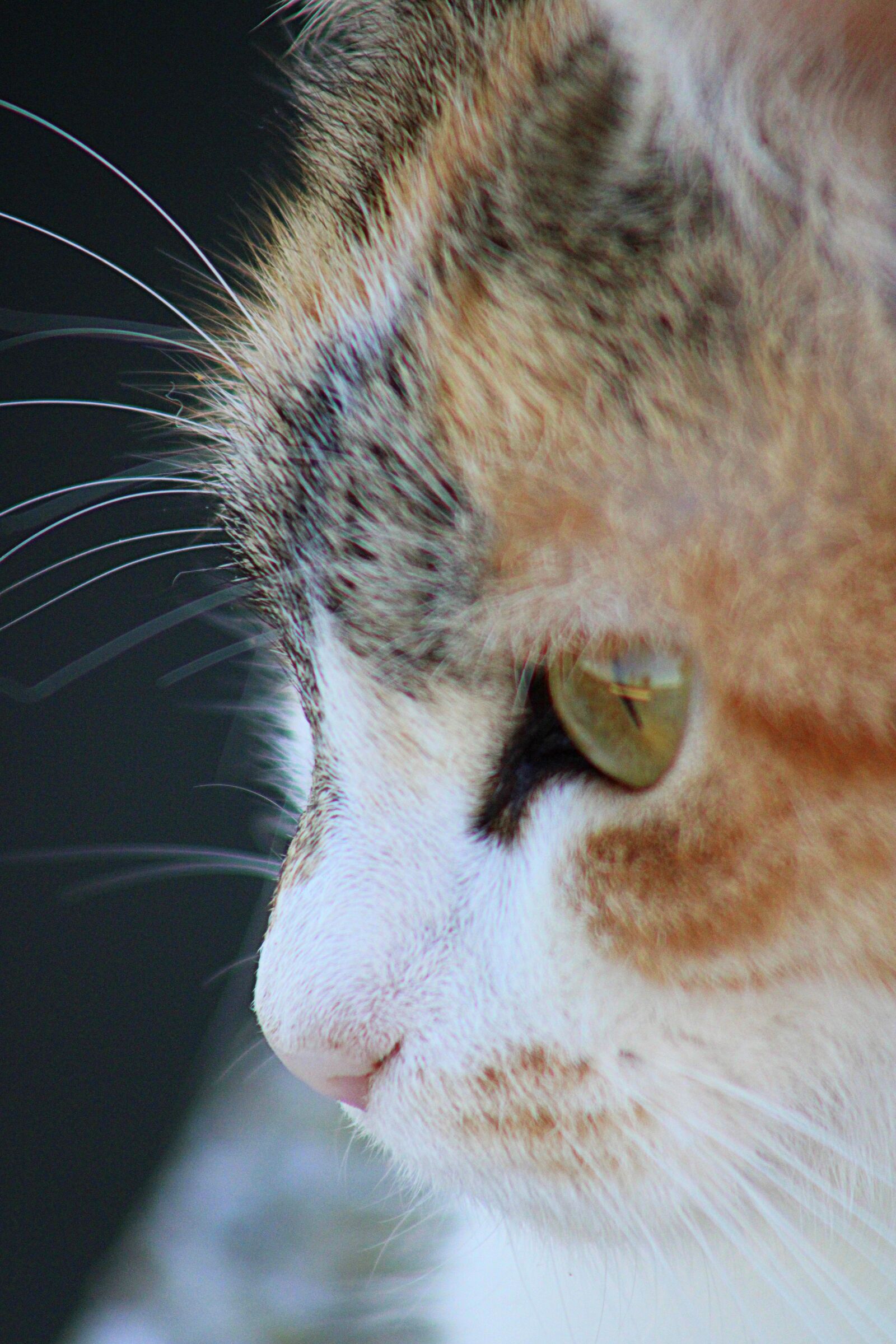 Canon EF75-300mm f/4-5.6 sample photo. Cat, three-colour cat, pet photography