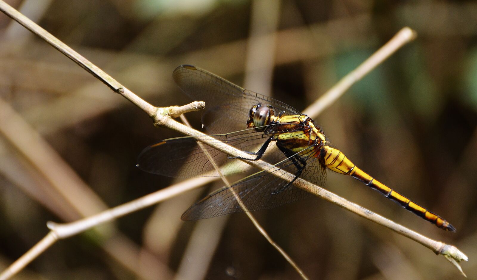 Nikon D5100 sample photo. Dragonfly, the branches of photography