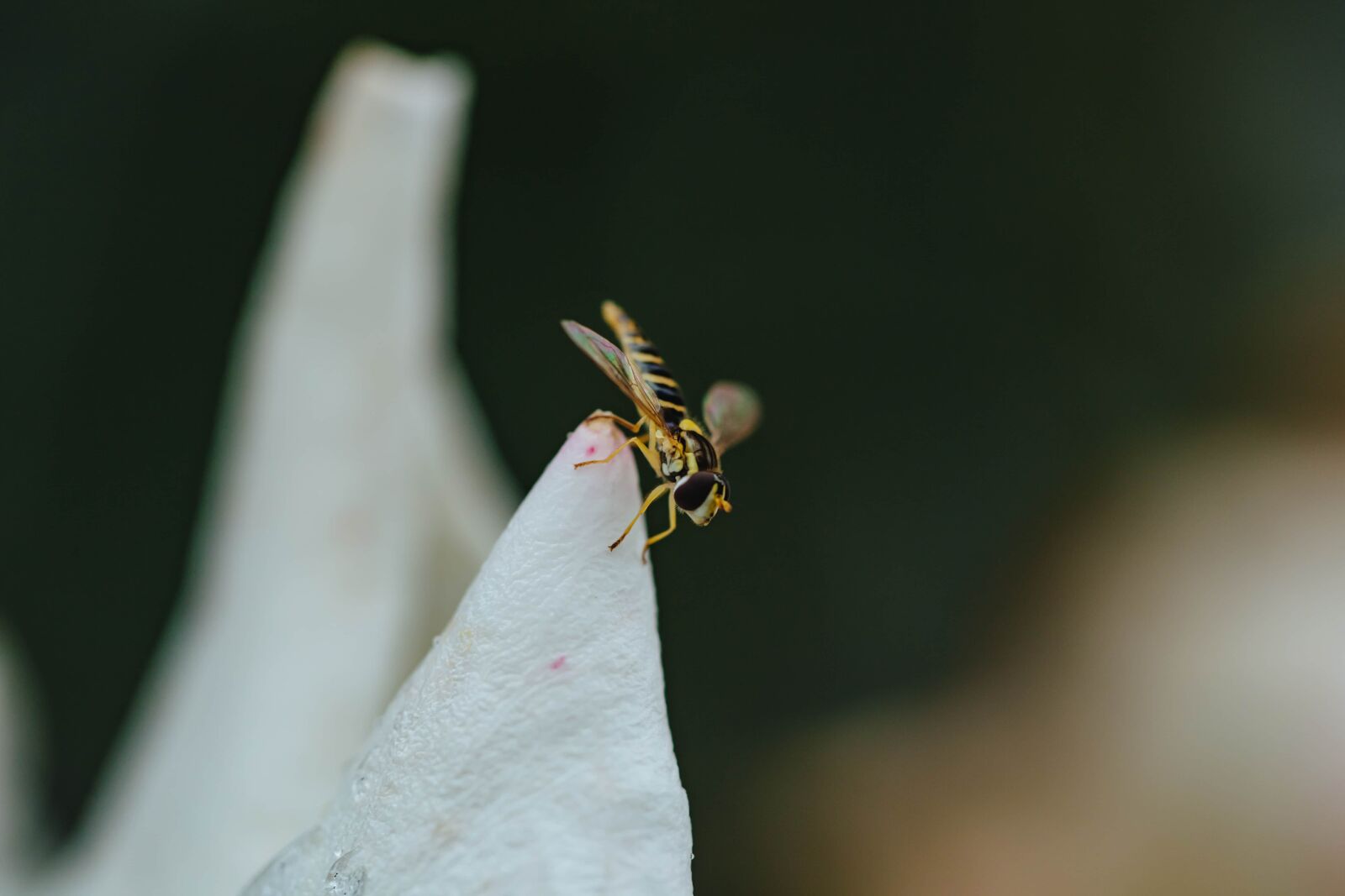 Canon EF 100mm F2.8 Macro USM sample photo. Insect, top, nature, wasp photography
