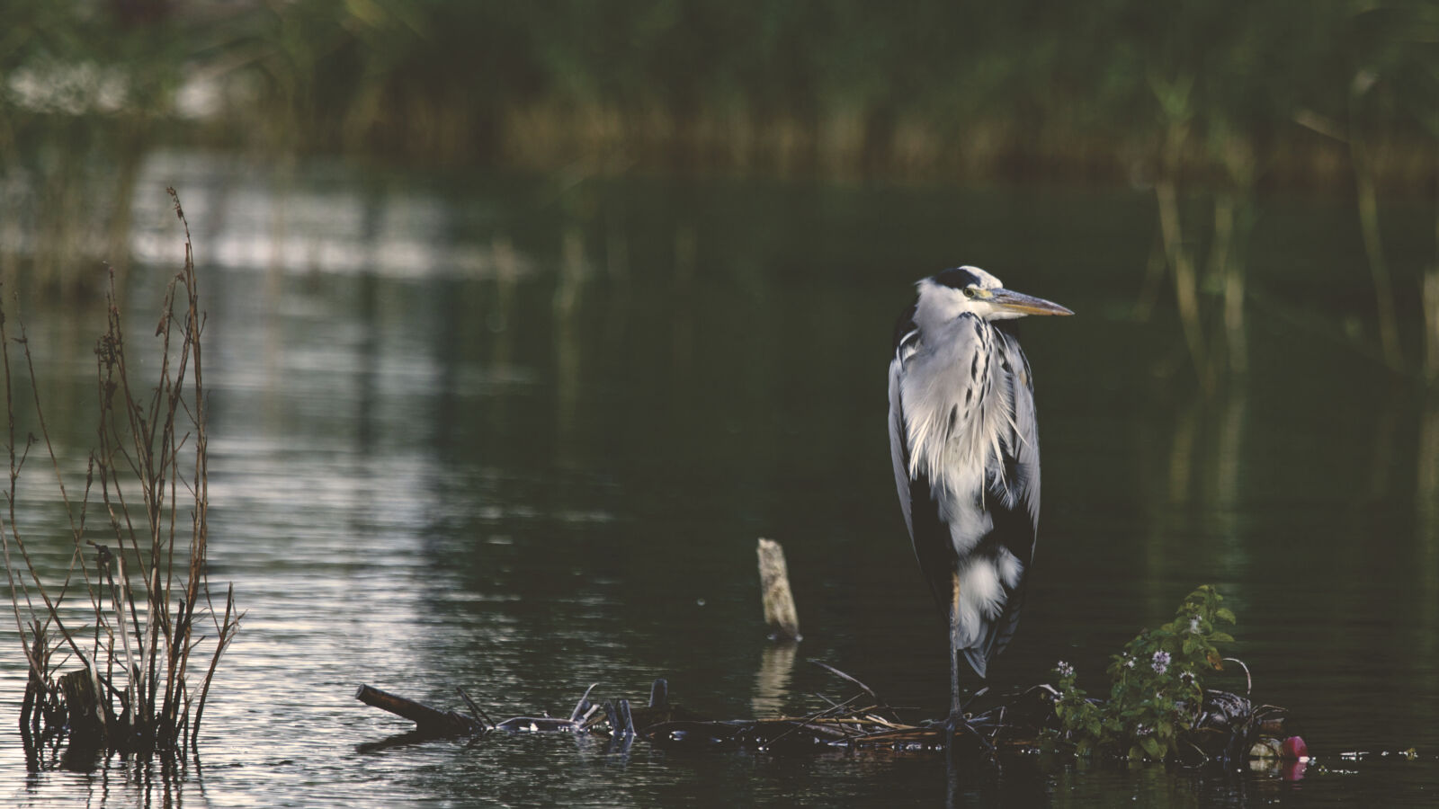 Canon EOS 6D sample photo. Nature, bird, water, animal photography