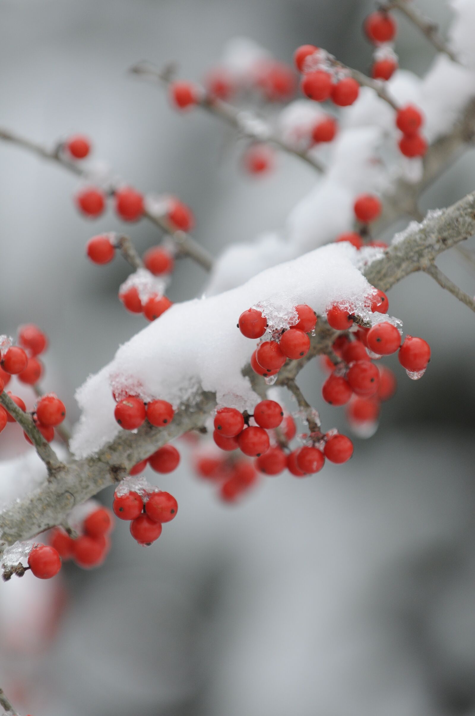 Nikon D90 sample photo. Winter, branch, tree photography