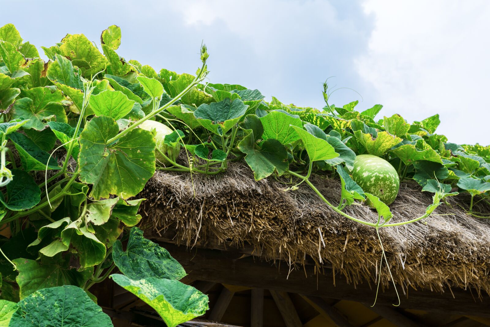 Nikon D7100 sample photo. Pumpkin, the vine, booth photography