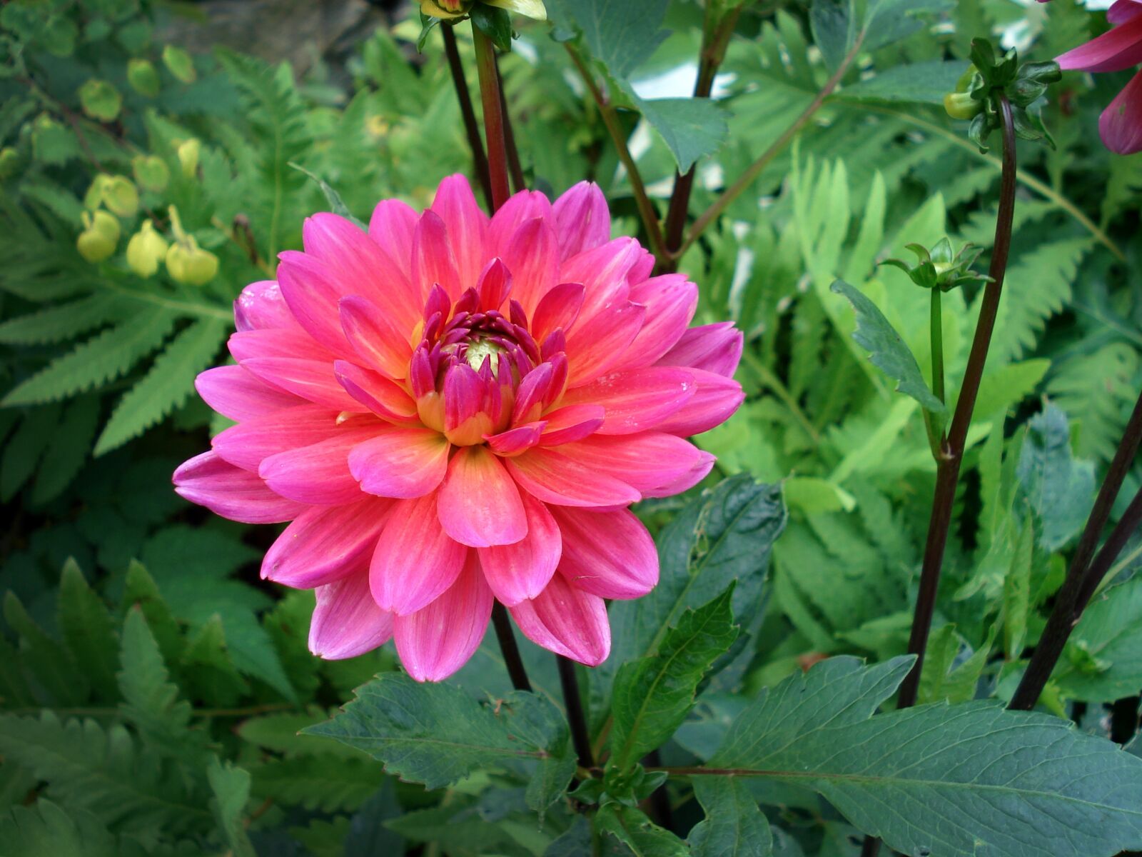 Sony DSC-W30 sample photo. Flower, botanic, colored photography