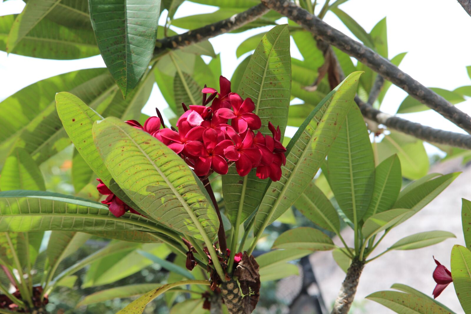 Canon EOS 600D (Rebel EOS T3i / EOS Kiss X5) sample photo. Flower, red, tropical photography