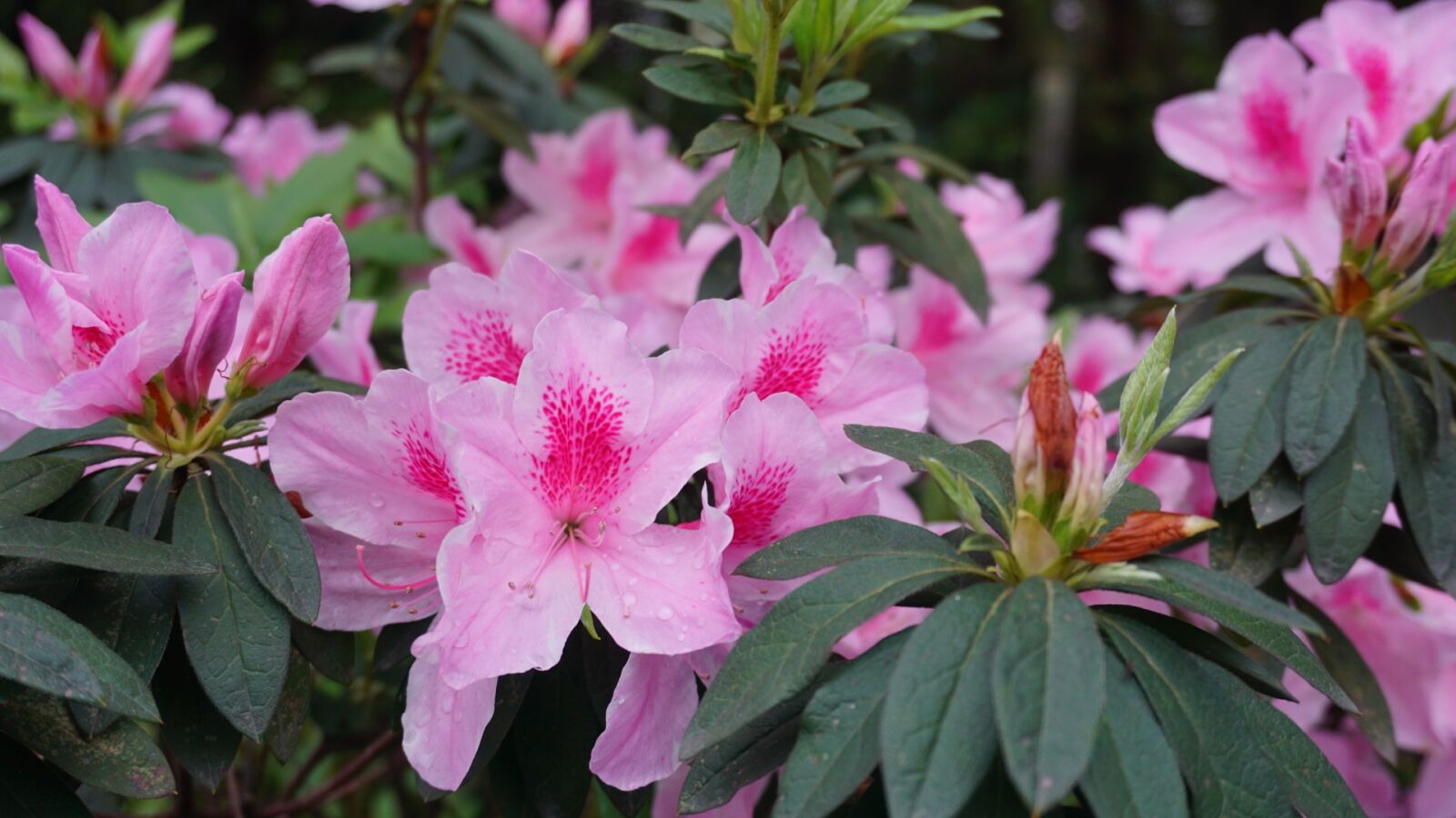 Sony a6000 sample photo. Flowers, natural, plant photography