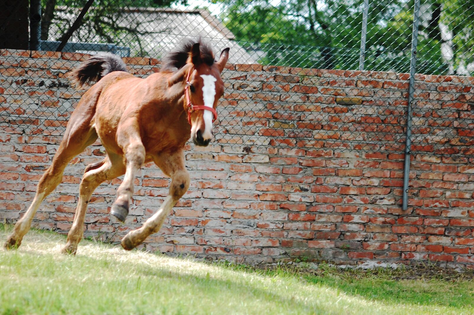 Nikon D40 sample photo. The horse, konik, animal photography