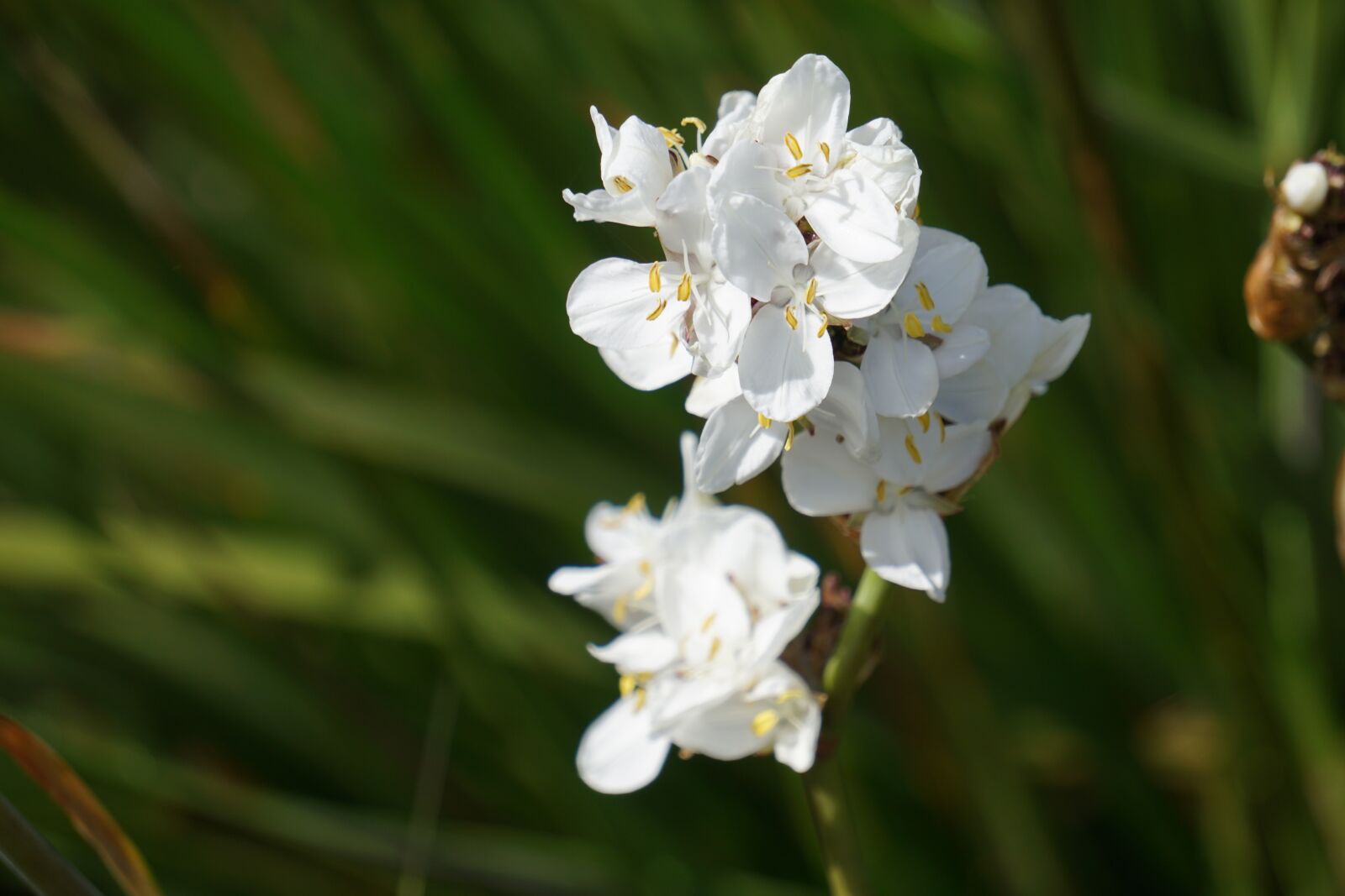 Sony E 55-210mm F4.5-6.3 OSS sample photo. Flowers, white flowers, flora photography