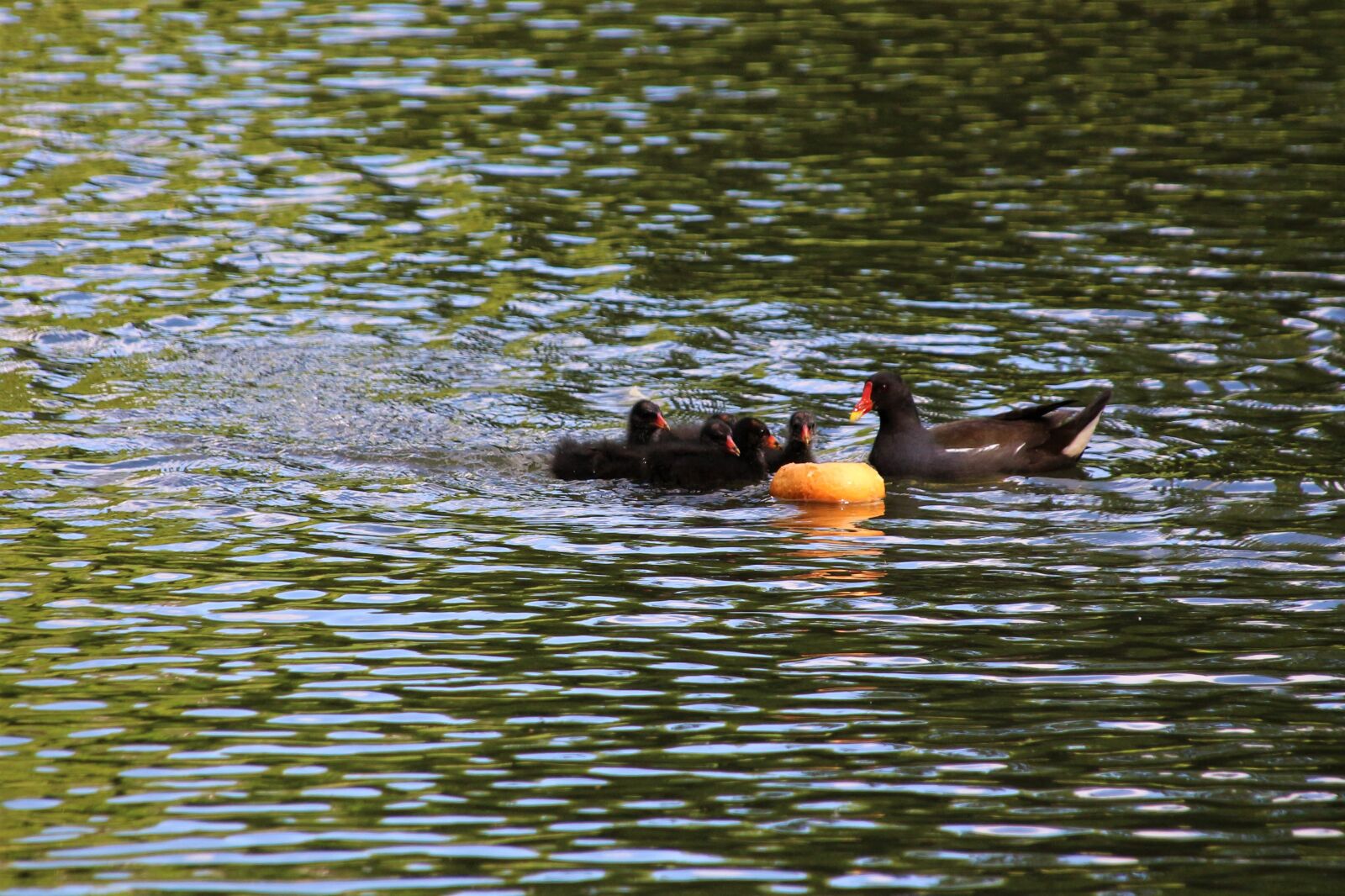 Canon EOS 700D (EOS Rebel T5i / EOS Kiss X7i) sample photo. Duck, bird, nature photography