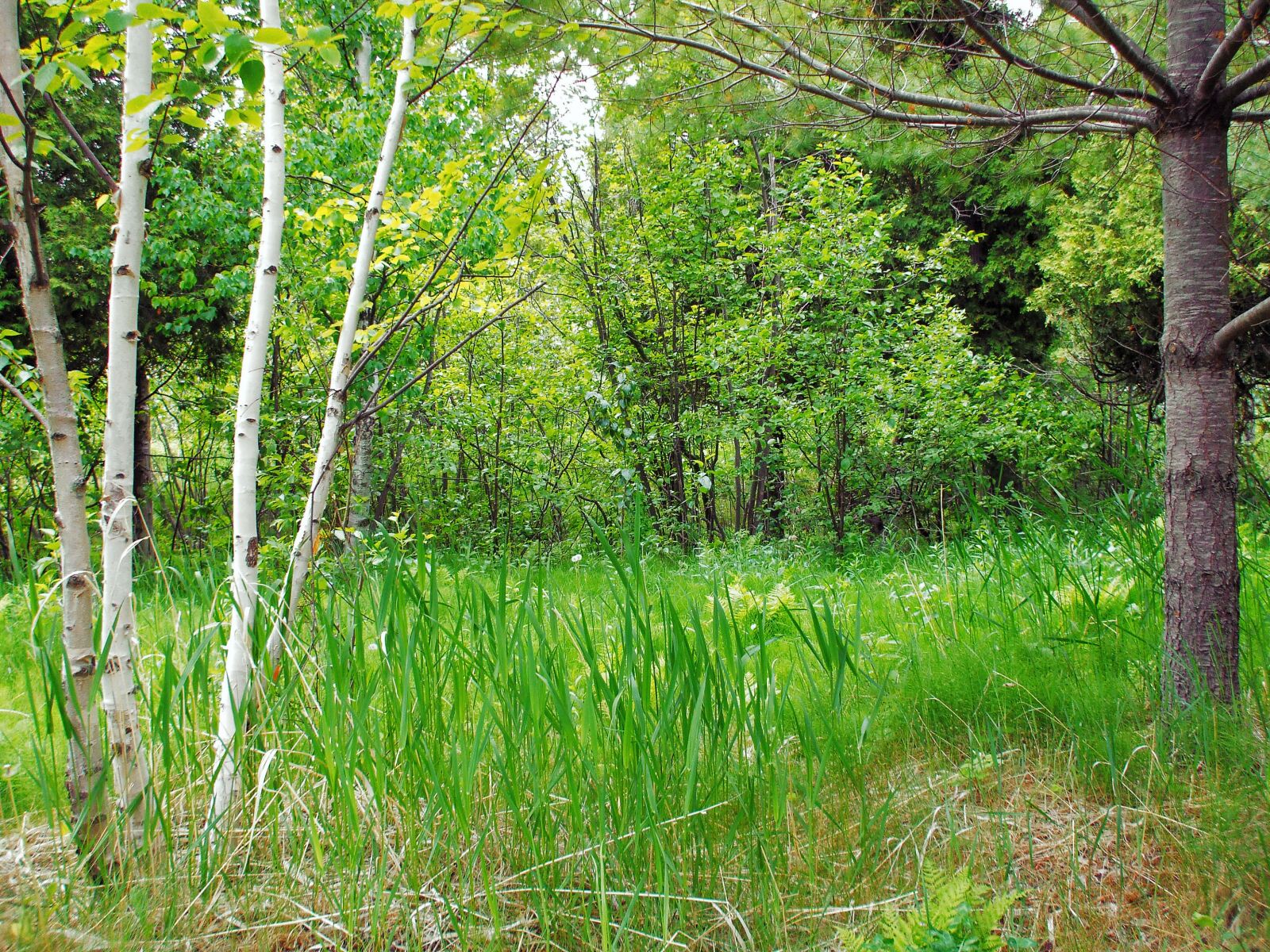 Fujifilm FinePix A805 sample photo. Forest, grass, landscape photography