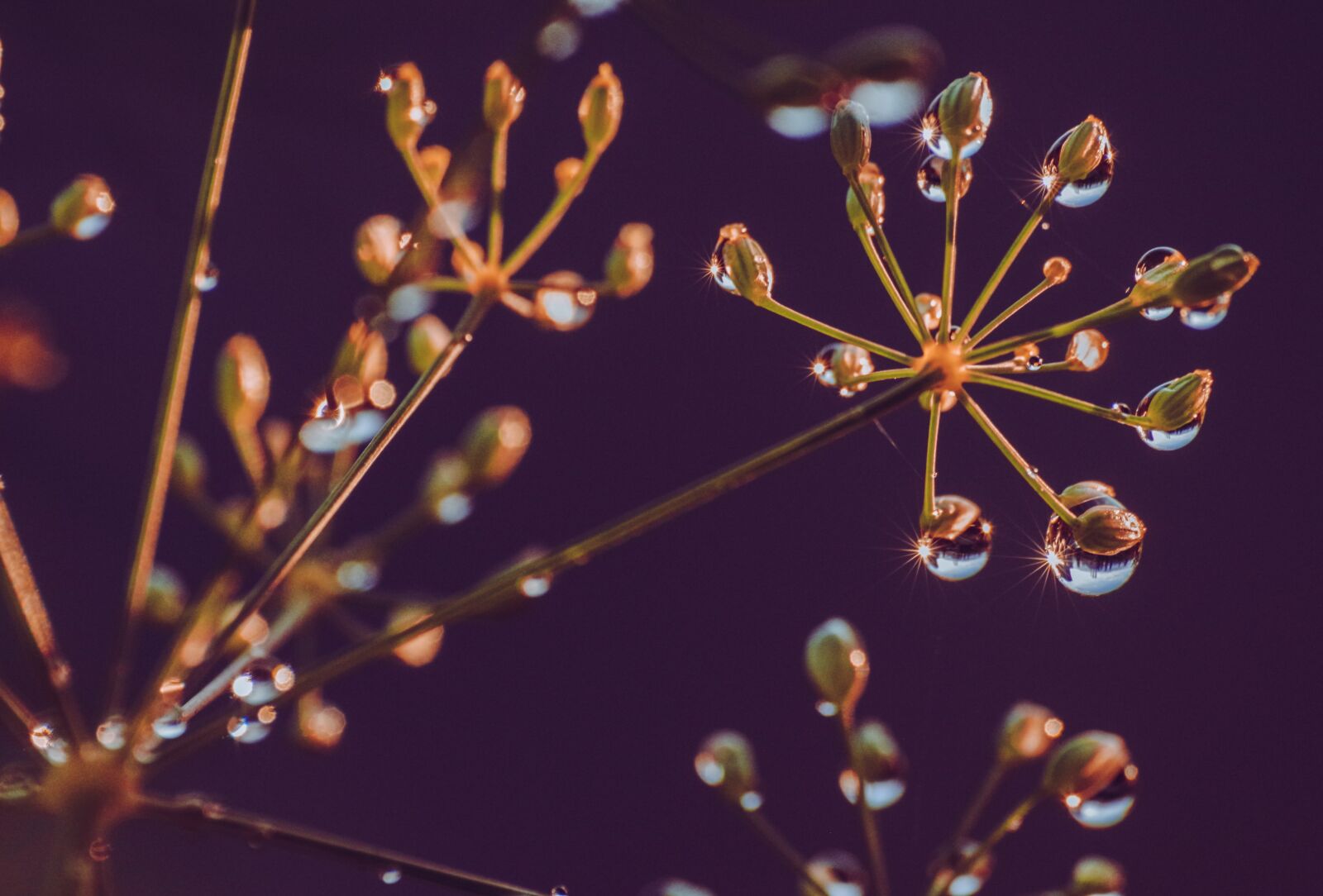 Pentax K-30 sample photo. Plant, drip, raindrop photography