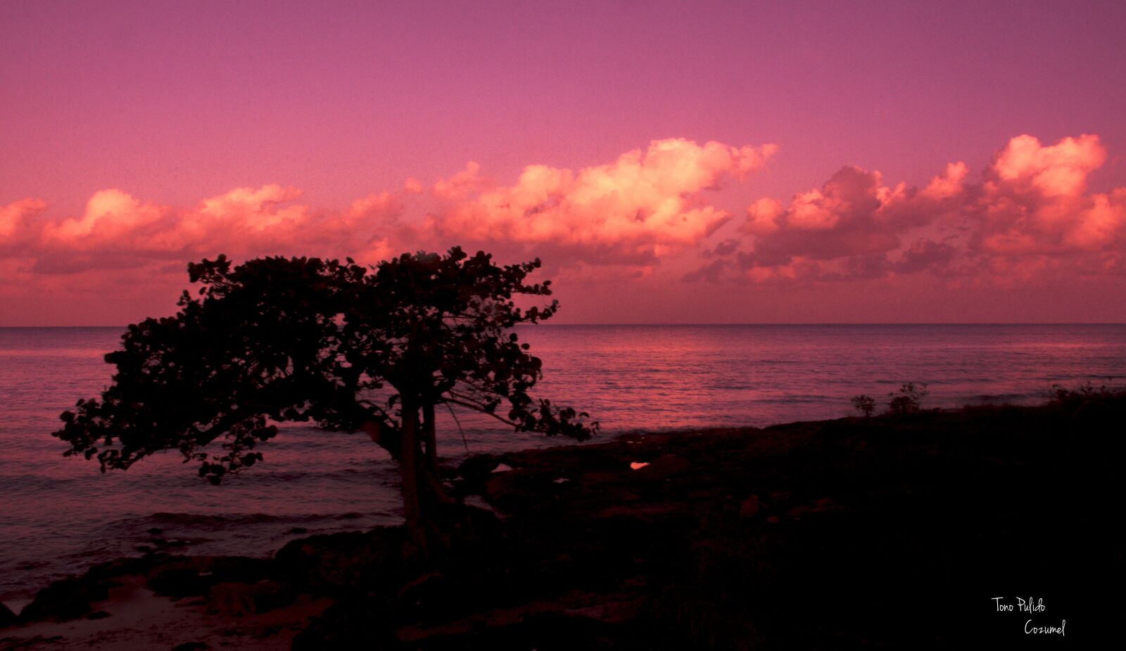 Nikon D7100 sample photo. Tree, sea, nature photography