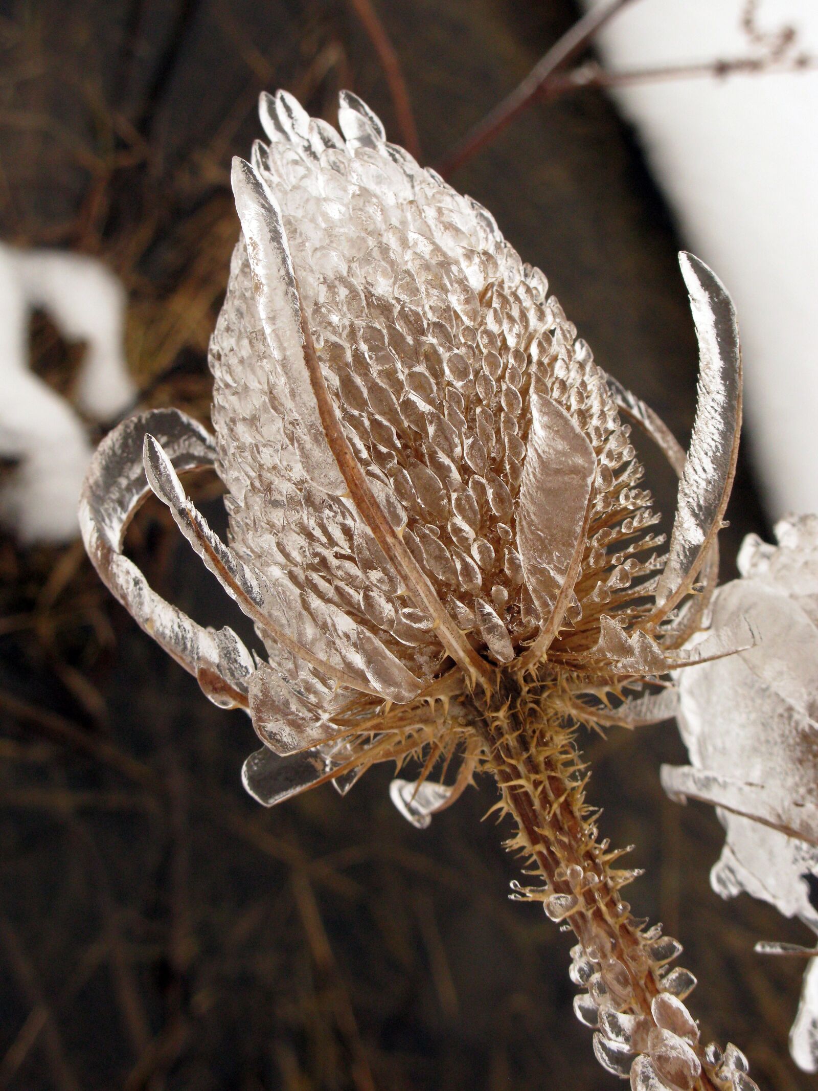 Canon POWERSHOT G9 sample photo. Winter, wintry, frost photography
