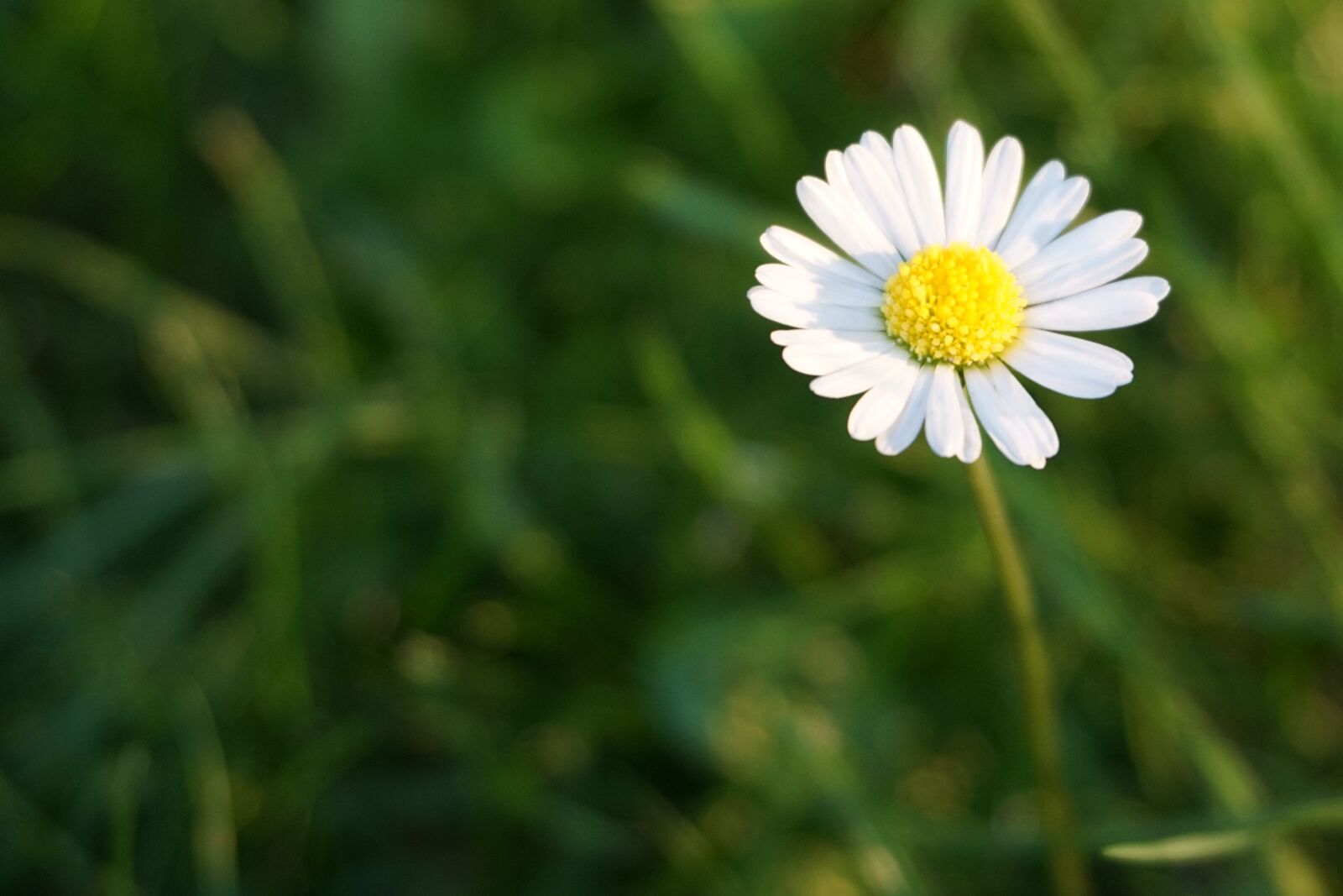 Sony a6000 sample photo. Daisy, white, blossom photography