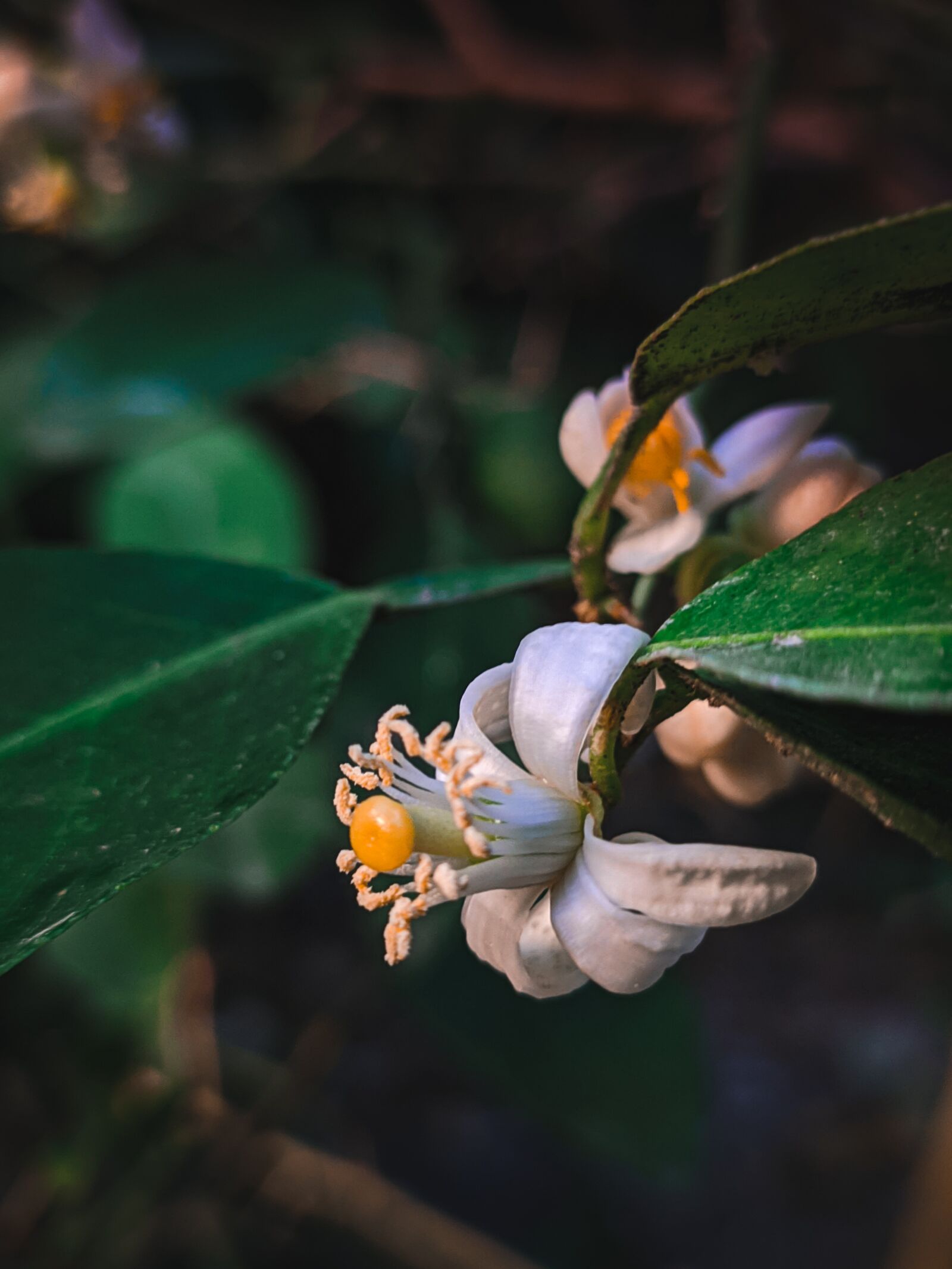 Xiaomi Redmi Note 7 sample photo. Flower, lemon, nature photography