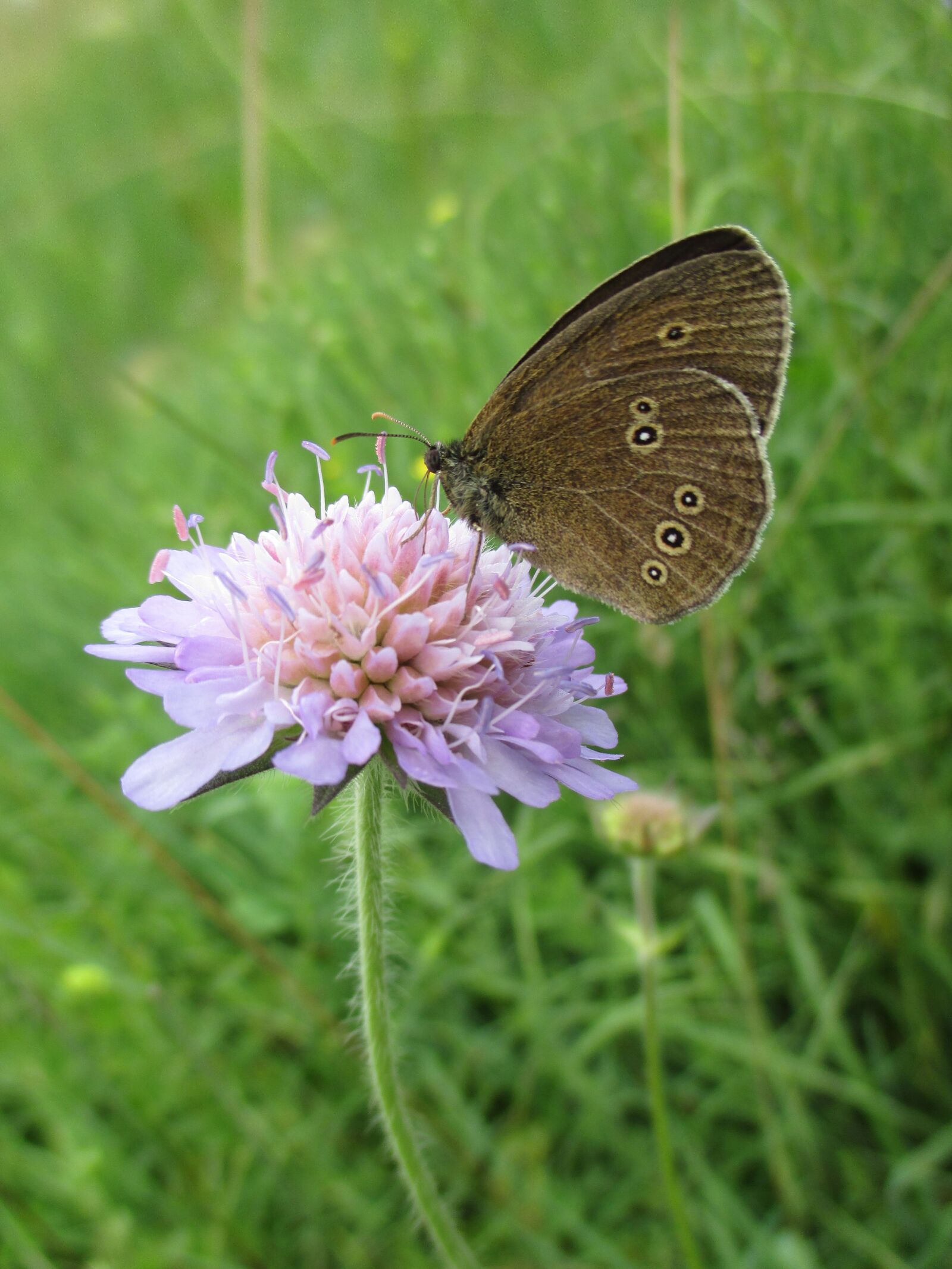 Canon PowerShot ELPH 140 IS (IXUS 150 / IXY 130) sample photo. Butterfly, flower, meadow photography