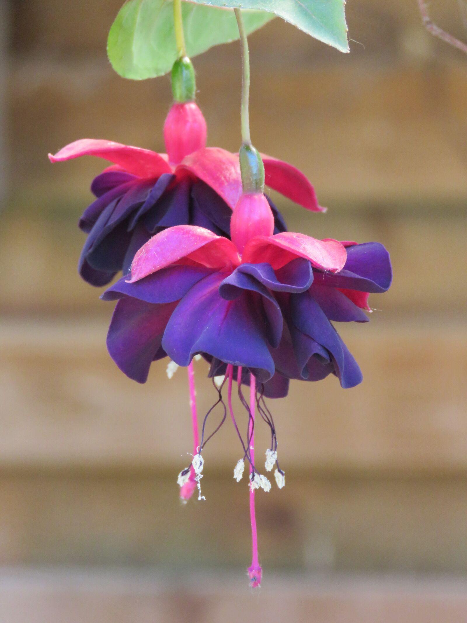 Canon PowerShot SX60 HS sample photo. Fuchsia, bellenboom, flower photography