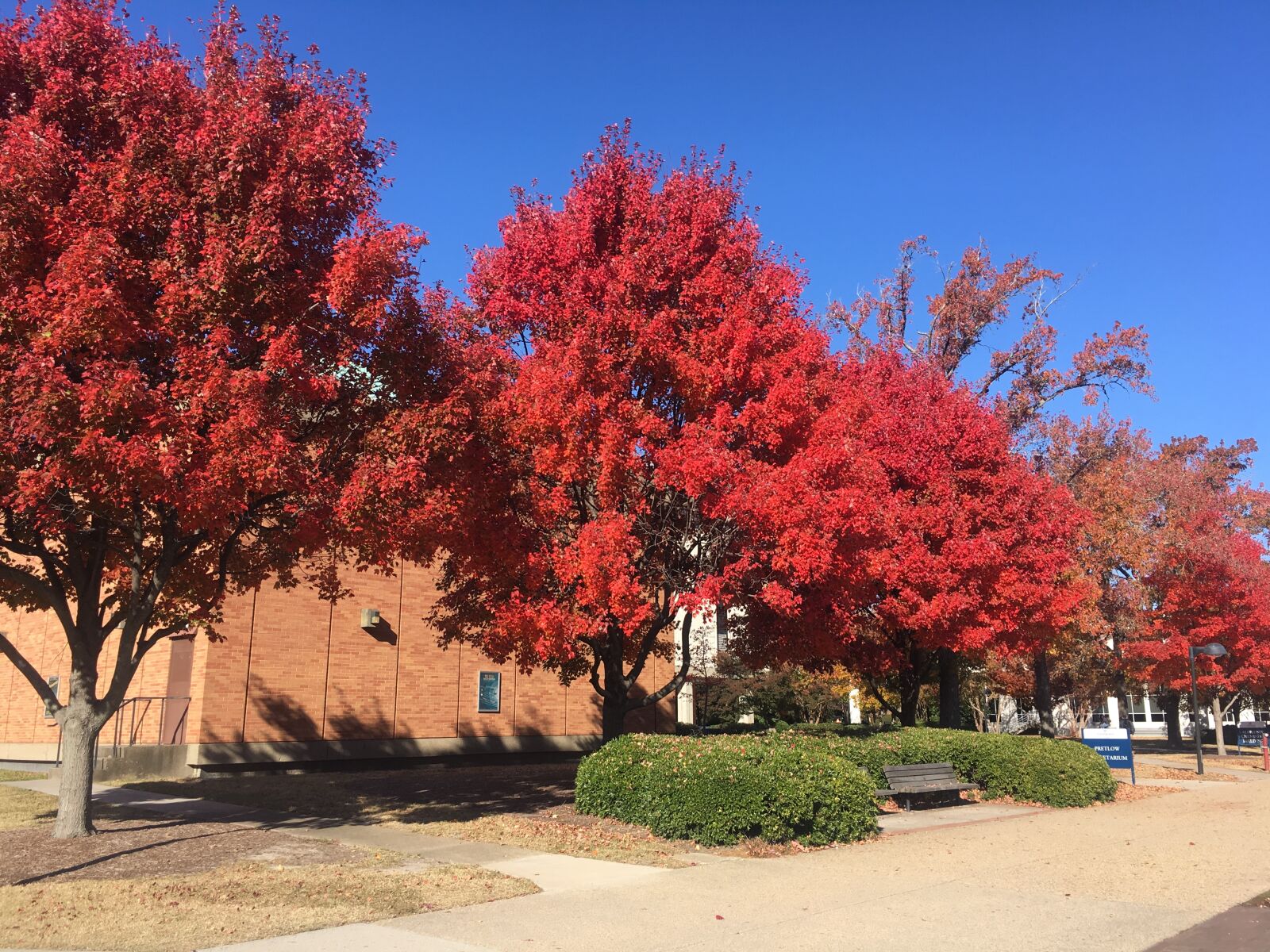 Apple iPhone 6s sample photo. Old dominion university, fall photography
