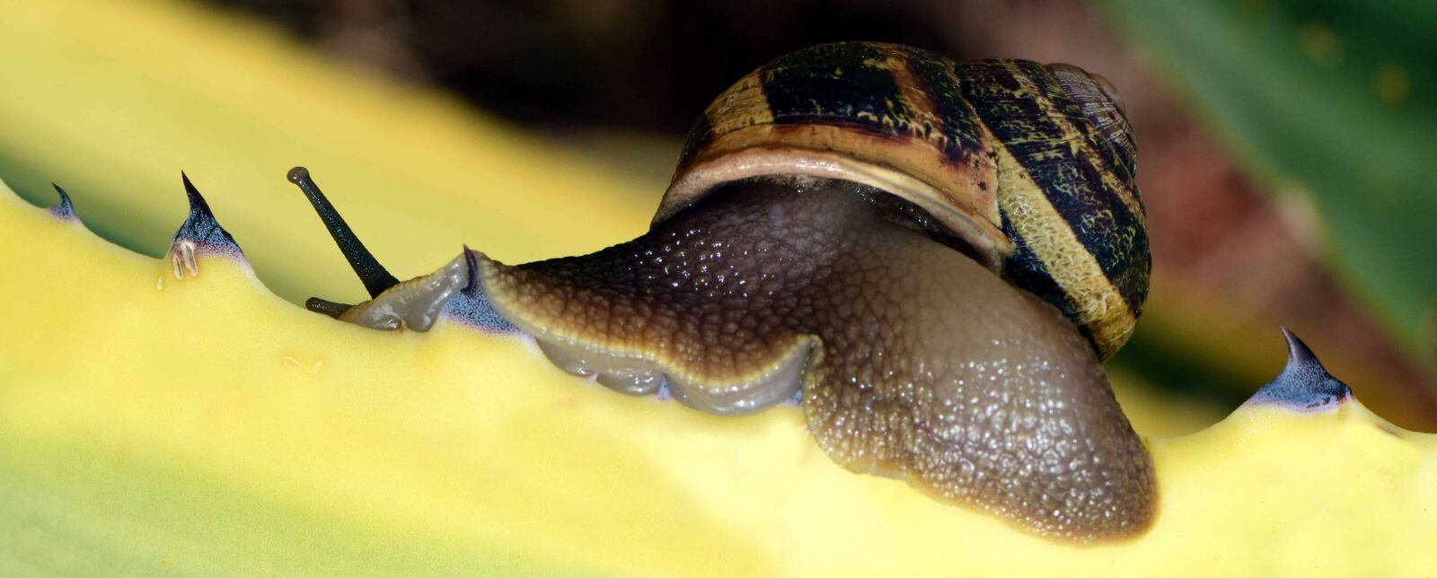 Nikon D3300 sample photo. Snail, animal, brown, nature photography