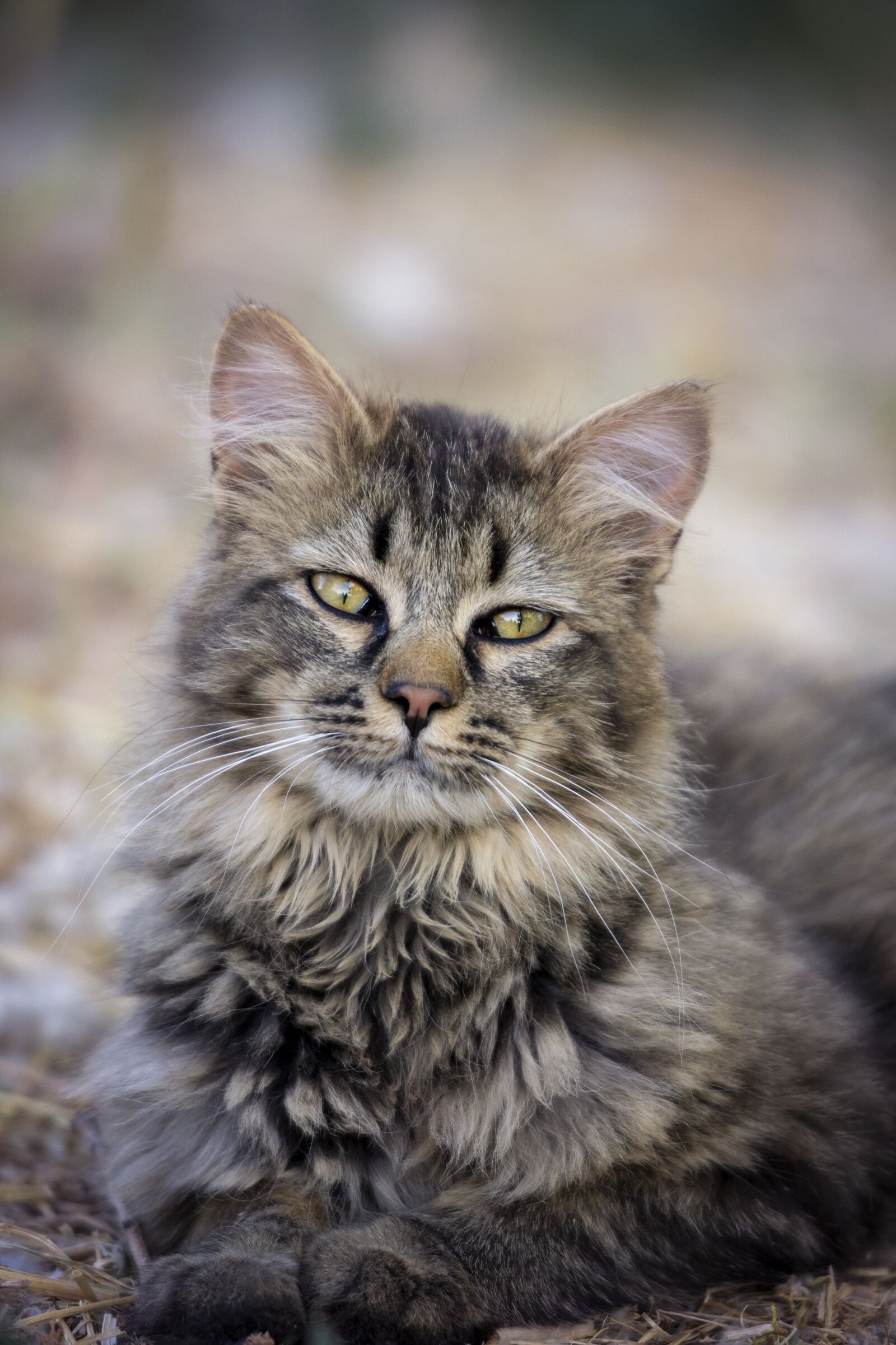 Nikon D7200 sample photo. Cat, nature, cute photography