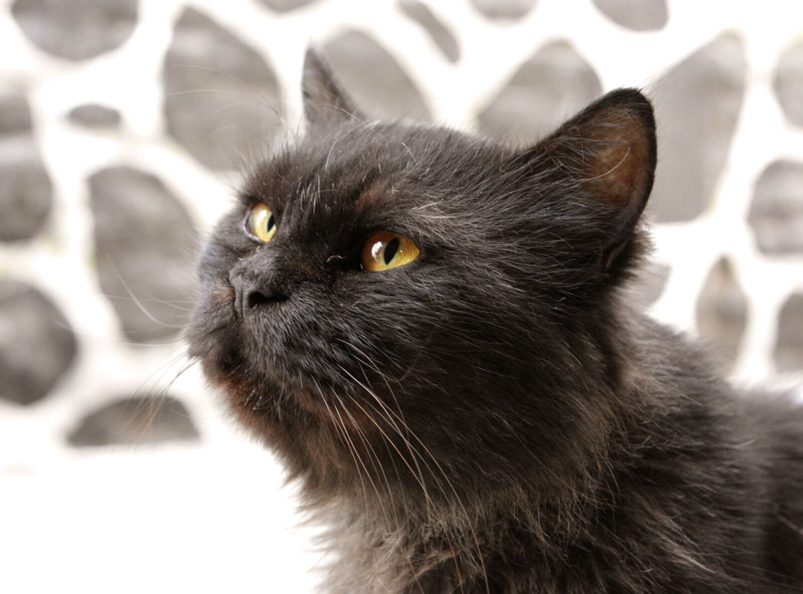 Nikon D5200 sample photo. Cat, pet, animal photography
