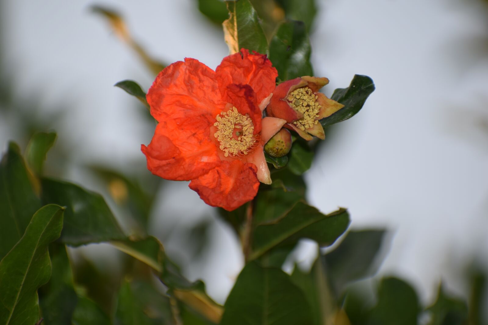 Nikon D3300 sample photo. Flower, pomegranate, nature photography
