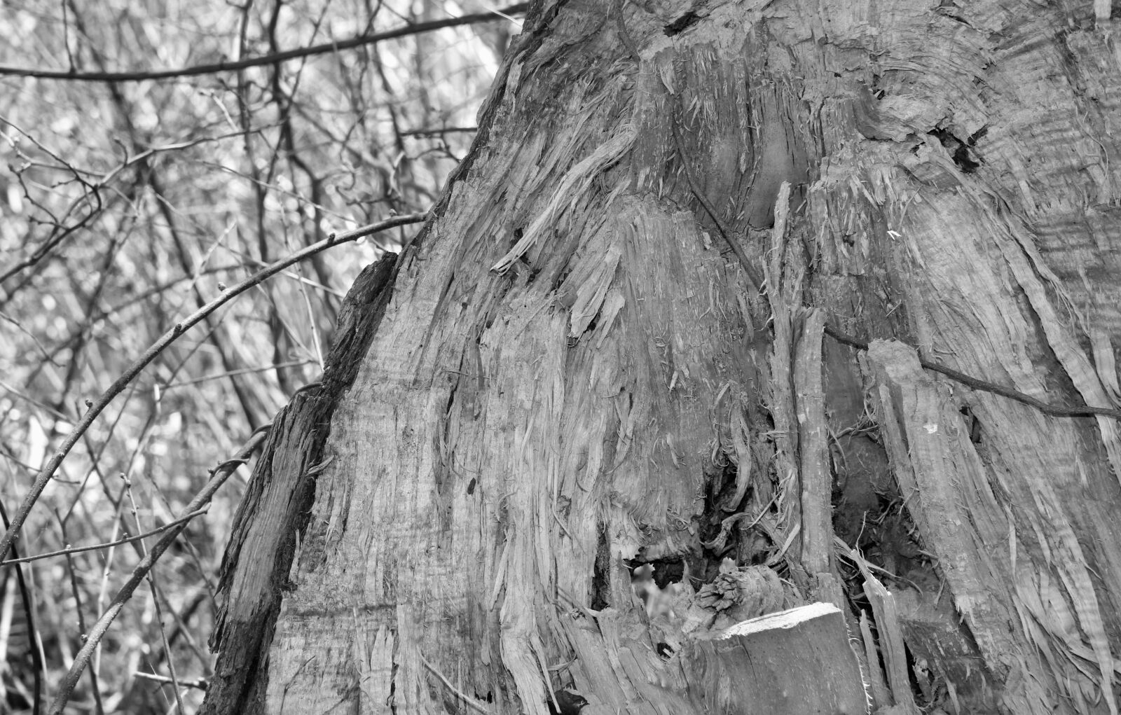 Canon EOS 60D + Canon EF-S 18-135mm F3.5-5.6 IS sample photo. Tree, tree bark, trunk photography