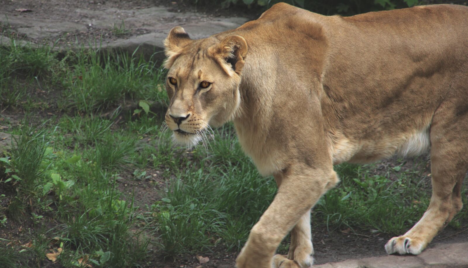 Canon EOS 600D (Rebel EOS T3i / EOS Kiss X5) sample photo. Lion, zoo, predator photography