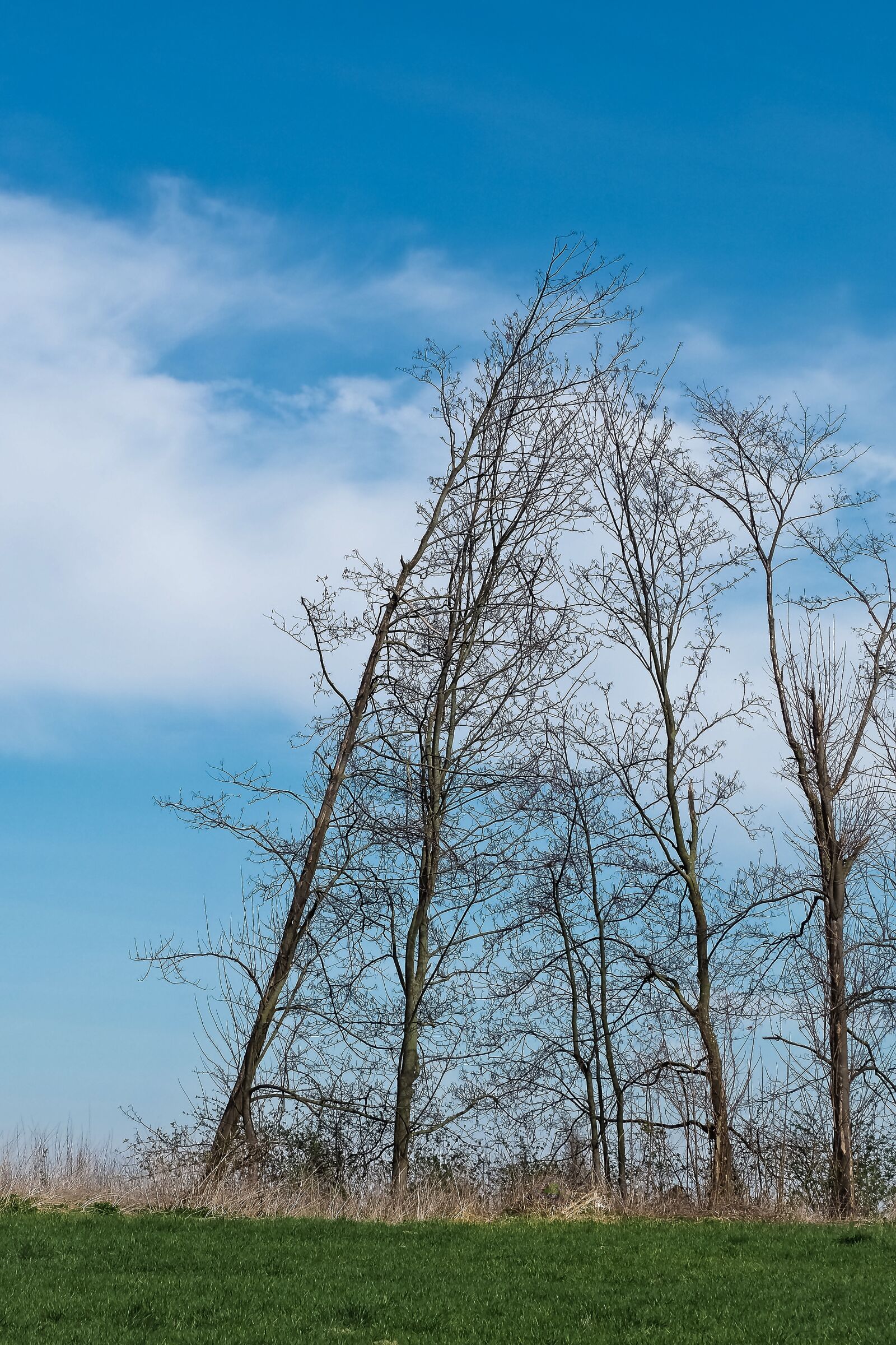 Olympus OM-D E-M10 sample photo. Landscape, meadowlands, trees photography