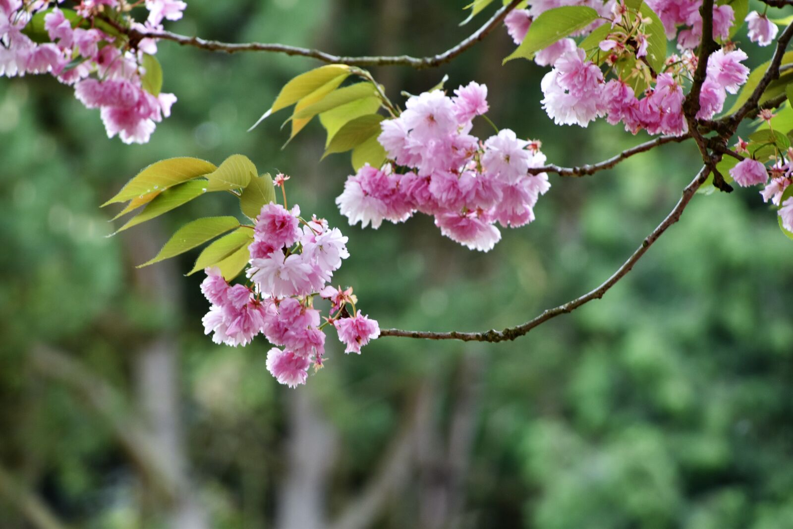 Nikon D5600 sample photo. Flower, tree, nature photography