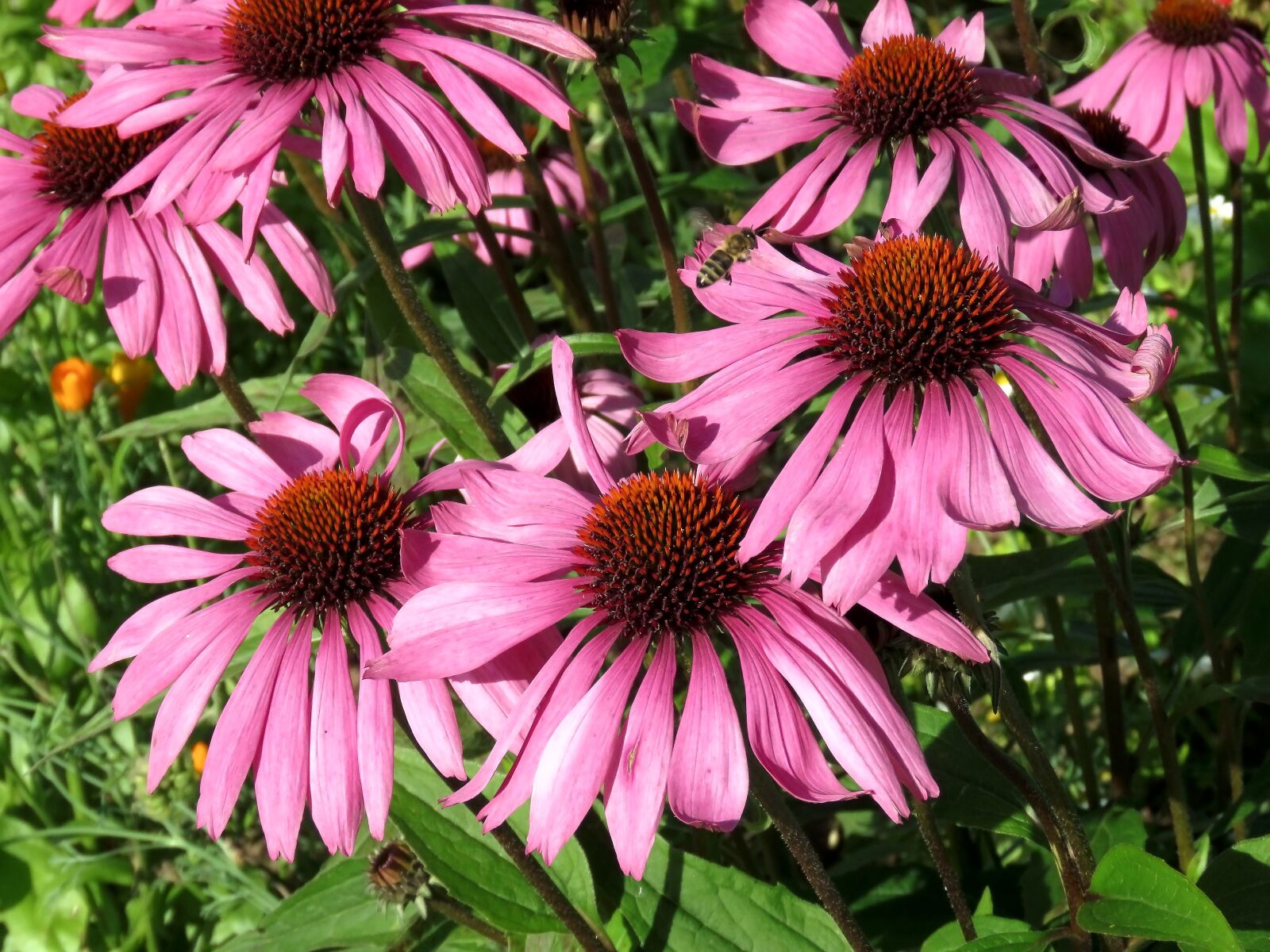 Canon PowerShot SX60 HS sample photo. Flowers, echinacea, bee photography