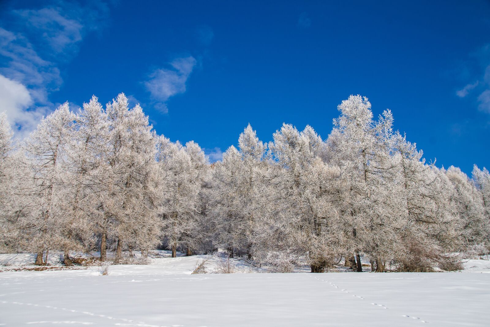 Pentax K-S2 sample photo. Snow, winter, frost photography