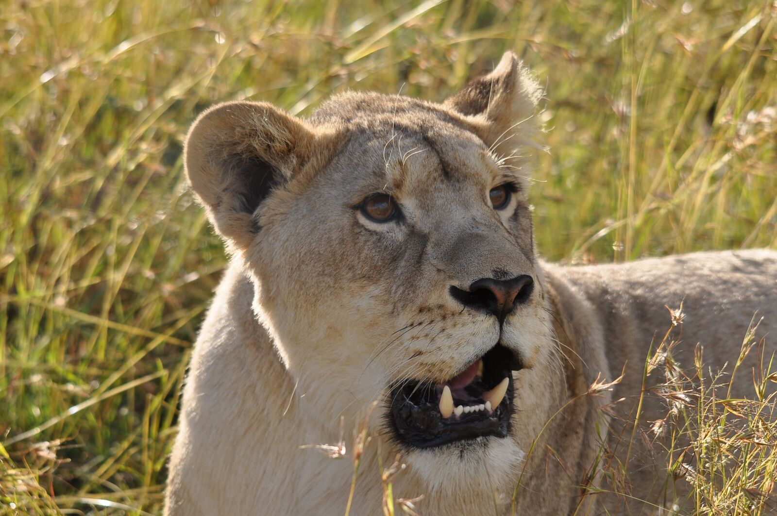 Nikon D90 sample photo. Nature, wildlife, mammal photography