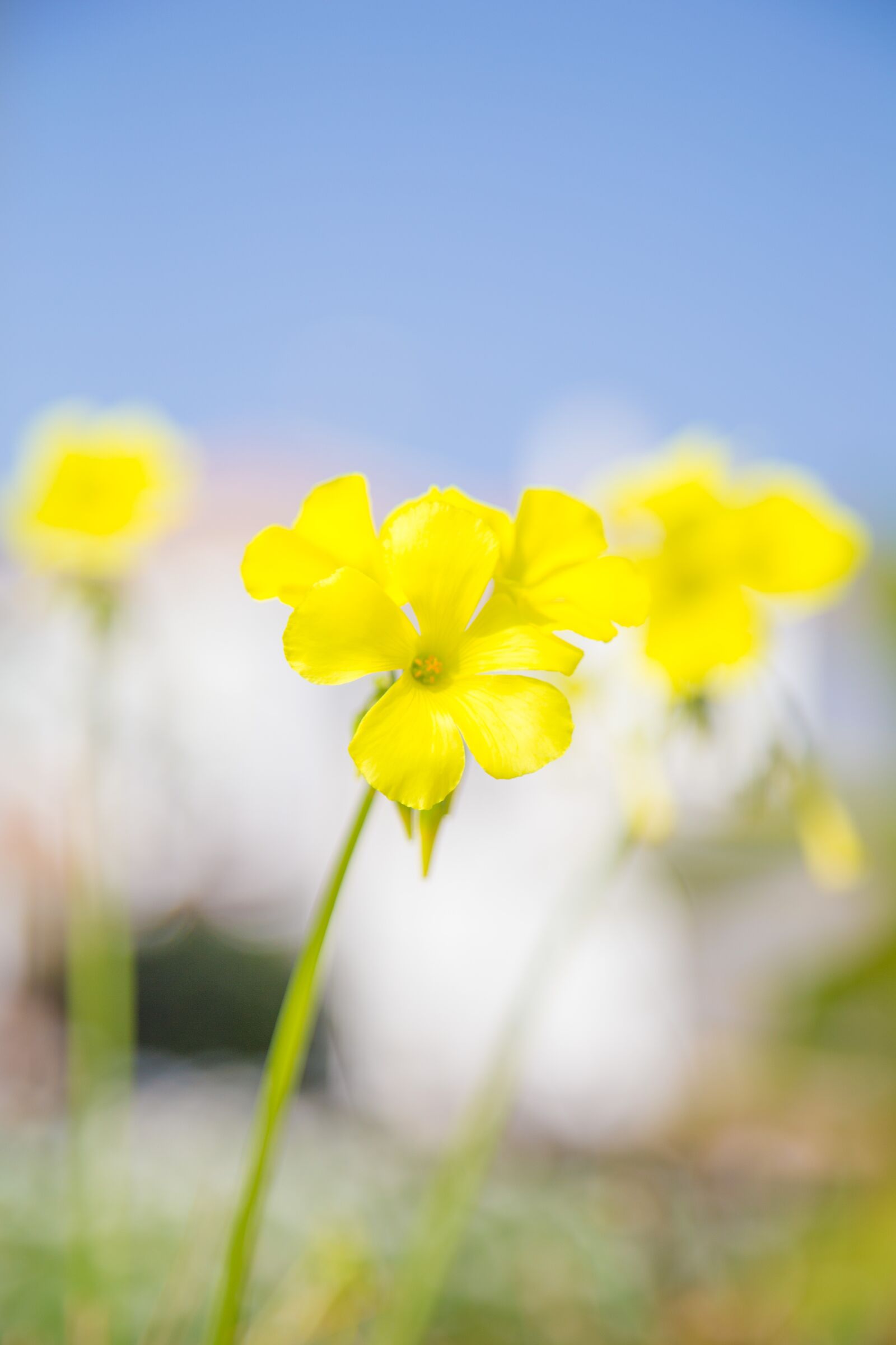 Canon EOS 6D + Canon EF 24-105mm F4L IS USM sample photo. Spring, flowers, nature photography