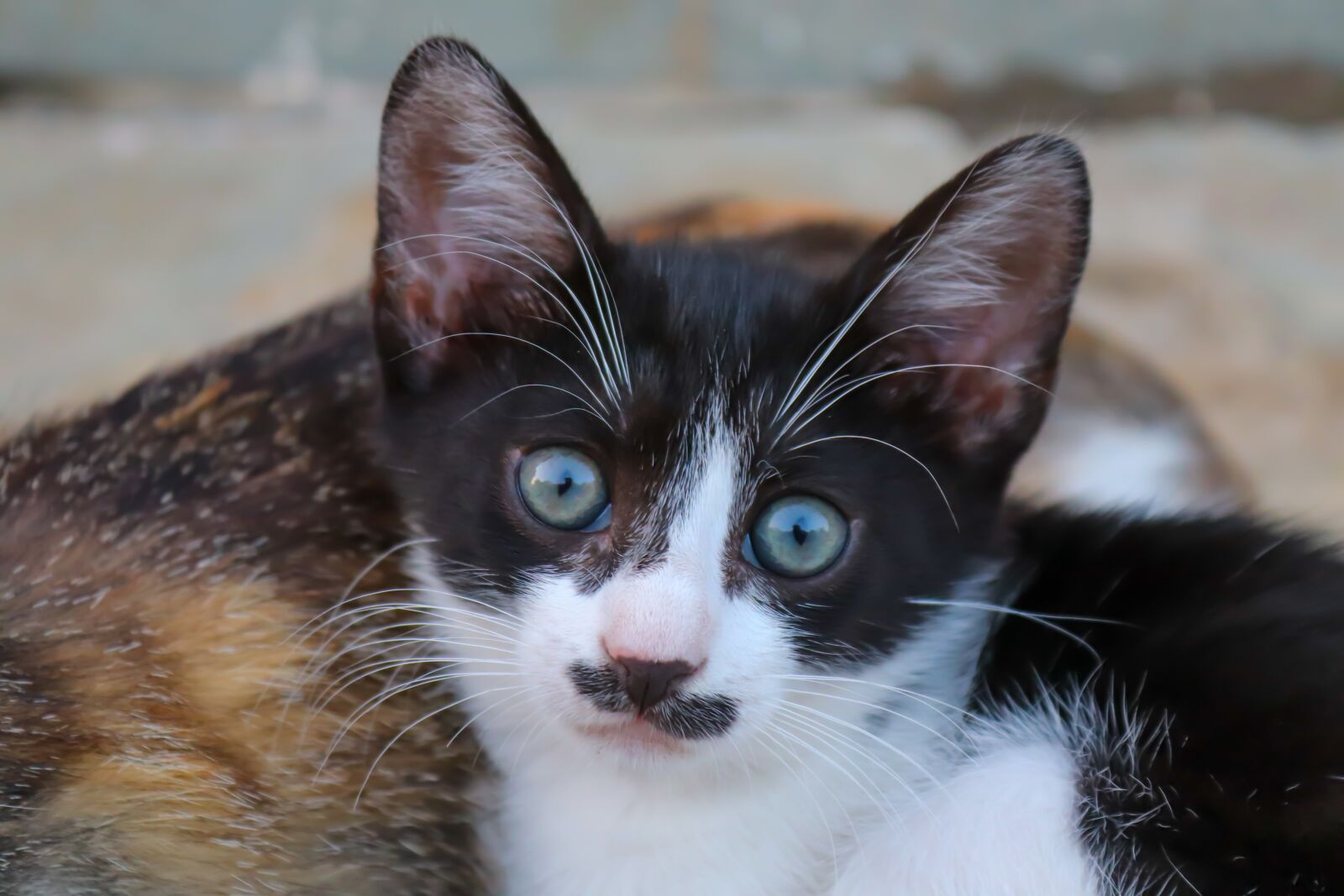 Canon EOS 200D (EOS Rebel SL2 / EOS Kiss X9) sample photo. Cat, small, baby cat photography