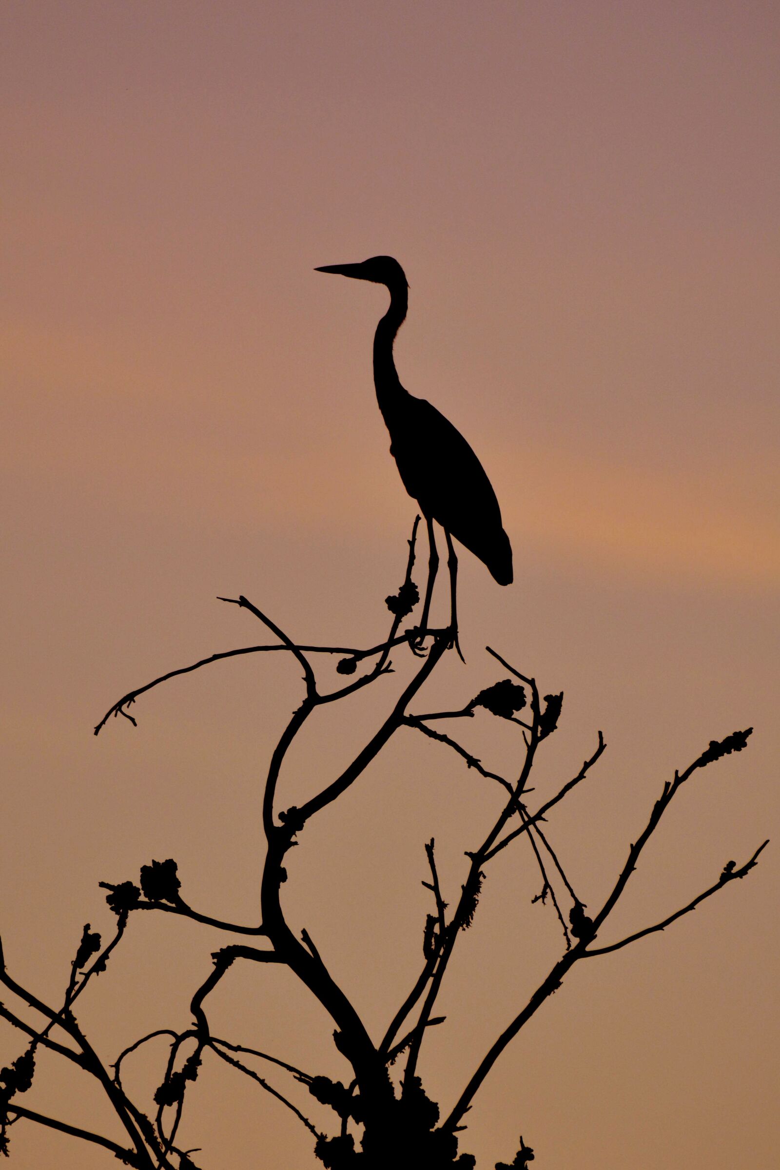 Nikon D5200 sample photo. Heron, sunset, tree photography