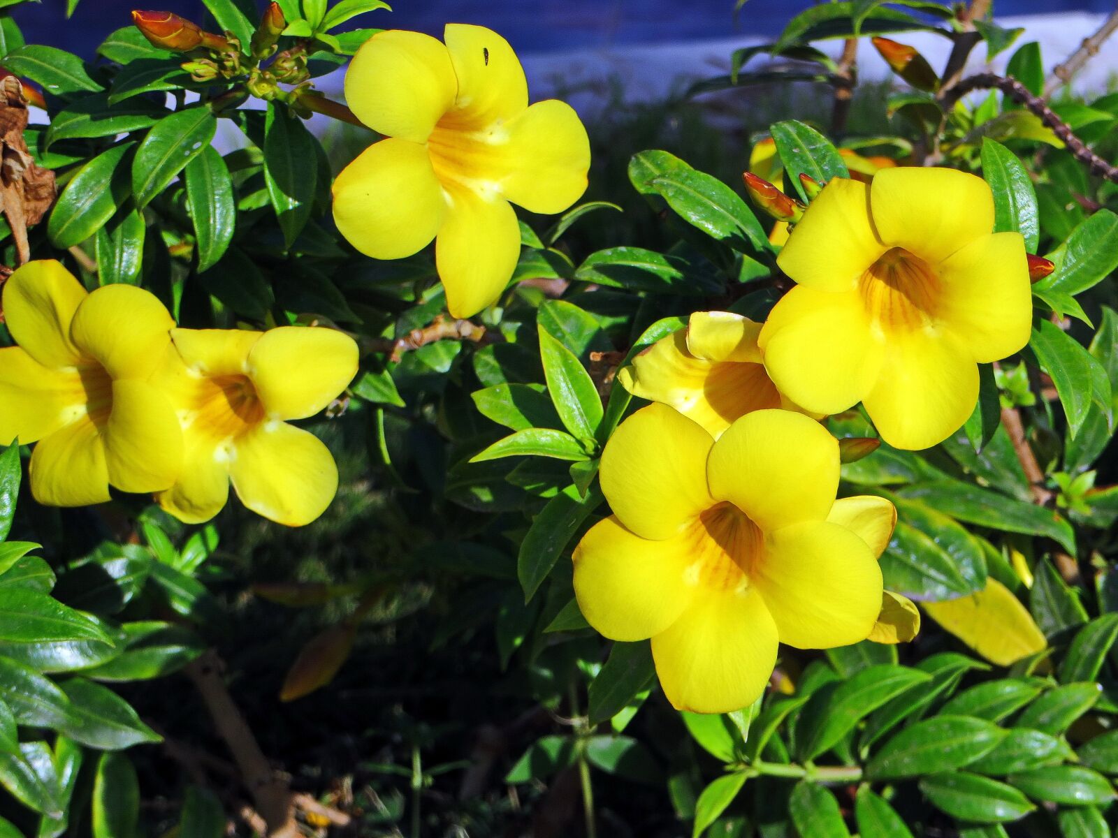 Canon PowerShot SX270 HS sample photo. Allamandia cathartica, yellow flowers photography