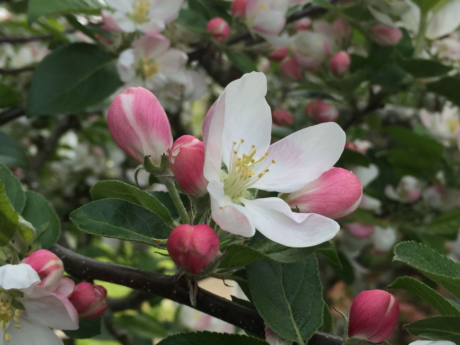 iPhone 6 back camera 4.15mm f/2.2 sample photo. Flowers, blossoms, bloom photography