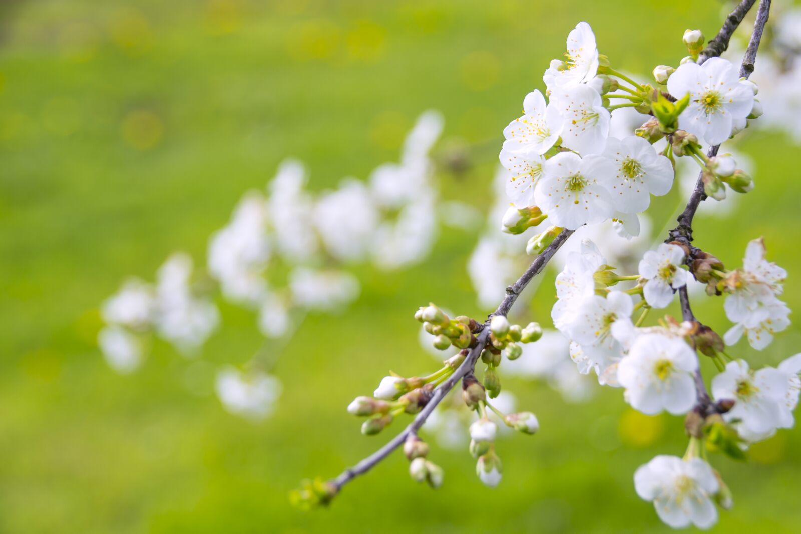 Nikon D3100 sample photo. Marvelous flowering cherry, cherries photography