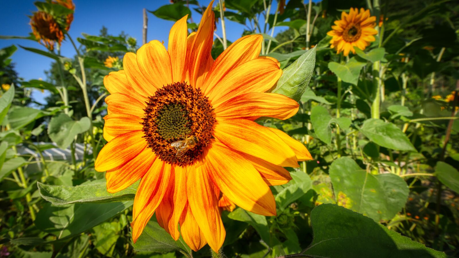 Panasonic Lumix DMC-GX8 sample photo. Sunflower, field of flowers photography