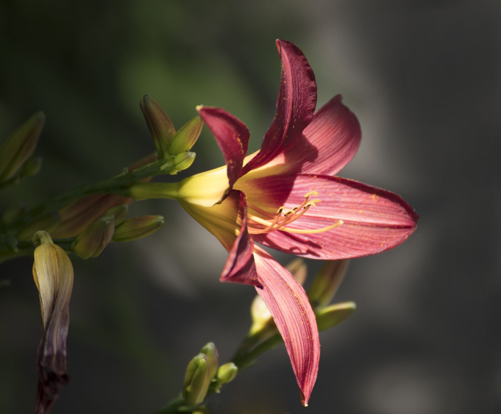 Canon EOS 5DS R sample photo. Flower, nature, blossom photography