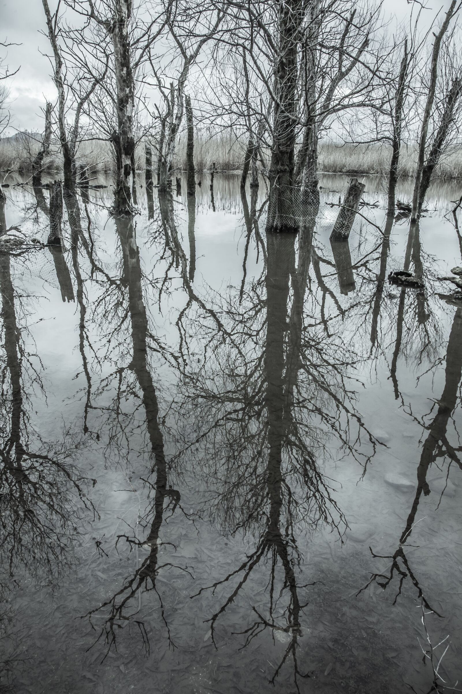 Canon EOS 5D Mark II sample photo. Trees, lake, water photography