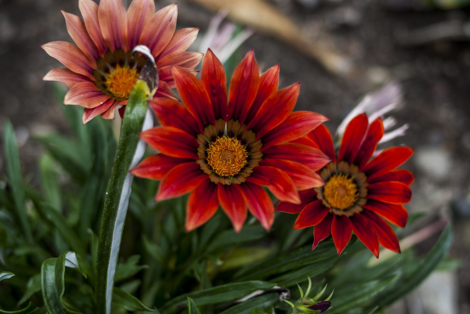 Nikon D60 sample photo. Flower, plant, nature photography