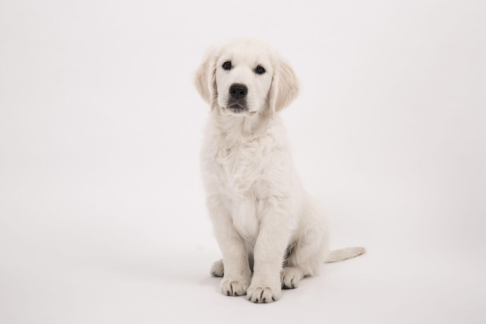 Canon EF 24-105mm F4L IS USM sample photo. Dog, golden retriever, puppy photography