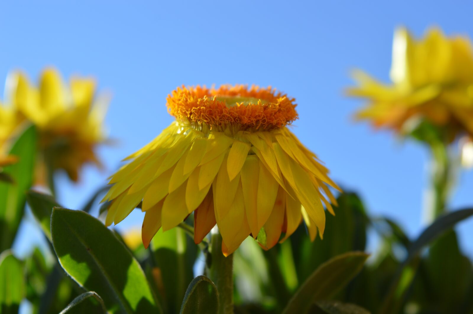 Nikon D3200 sample photo. Flower, yellow, nature photography