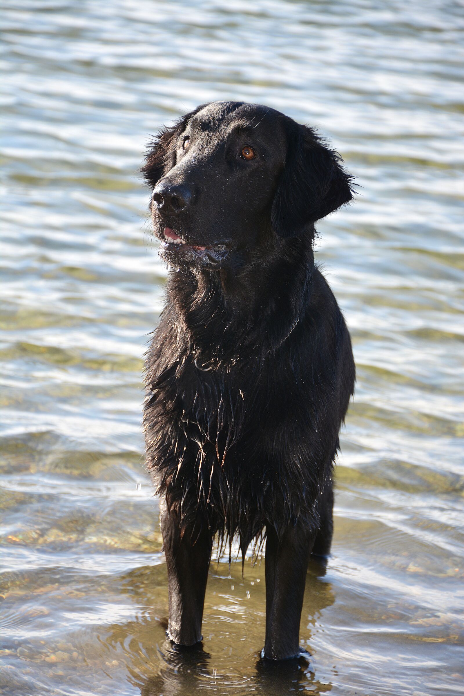 Nikon D7100 sample photo. Dog, retriever, flat photography
