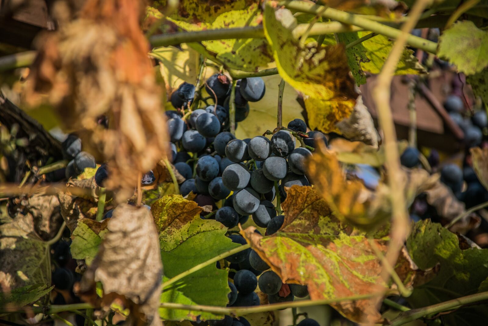 Nikon D5300 sample photo. Grape, wine, the grapes photography