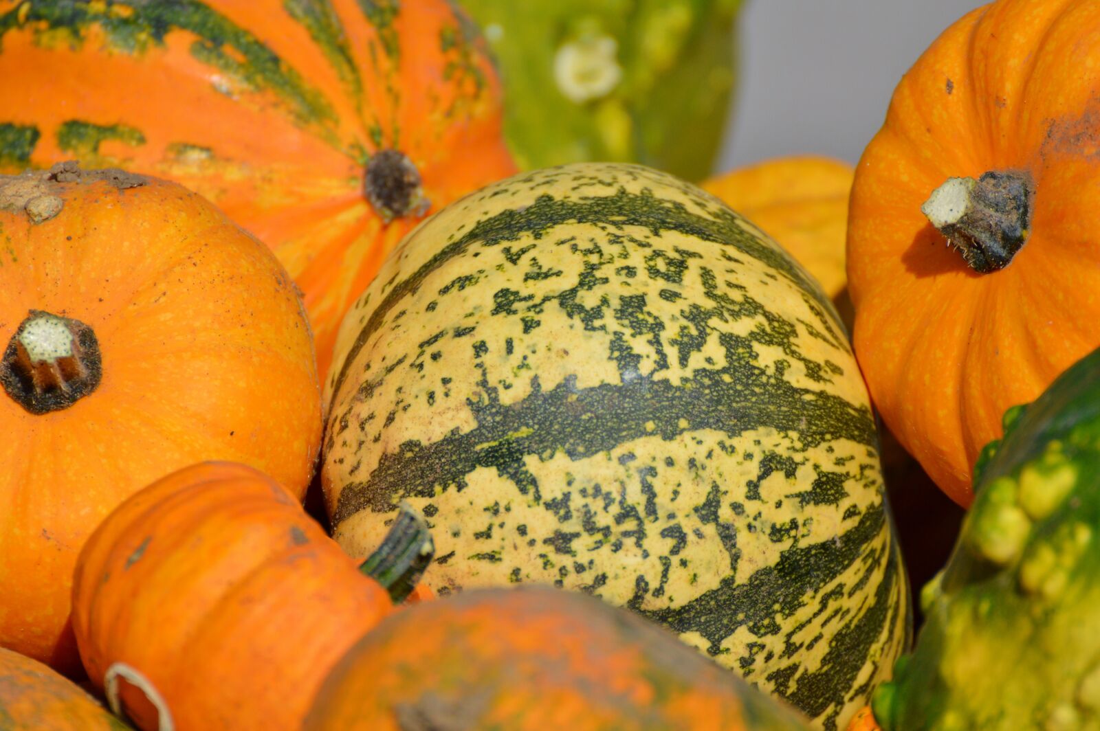 Nikon D3200 sample photo. Pumpkin, fruit, orange photography