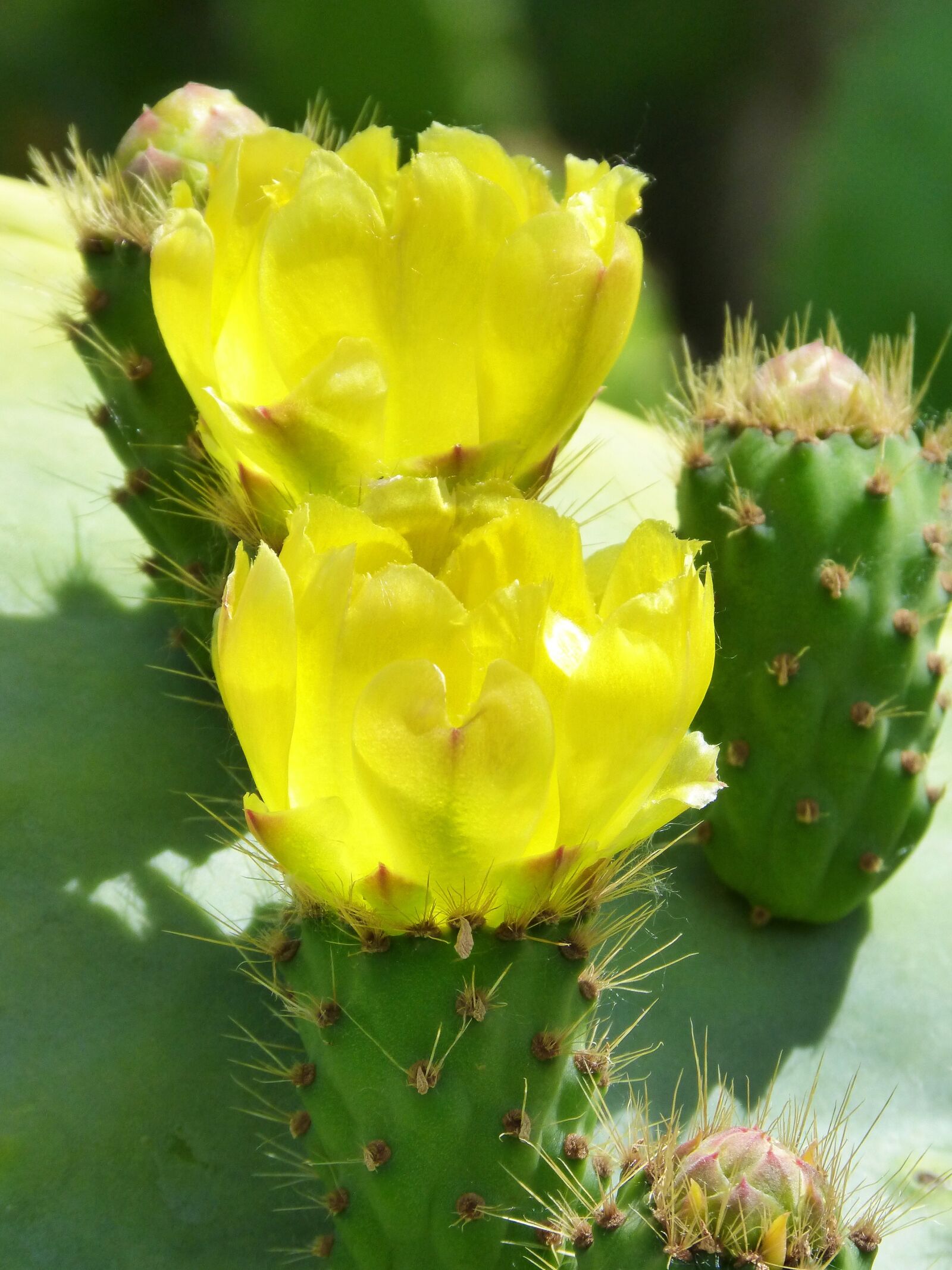 Panasonic DMC-FZ62 sample photo. Prickly pear cactus, flower photography