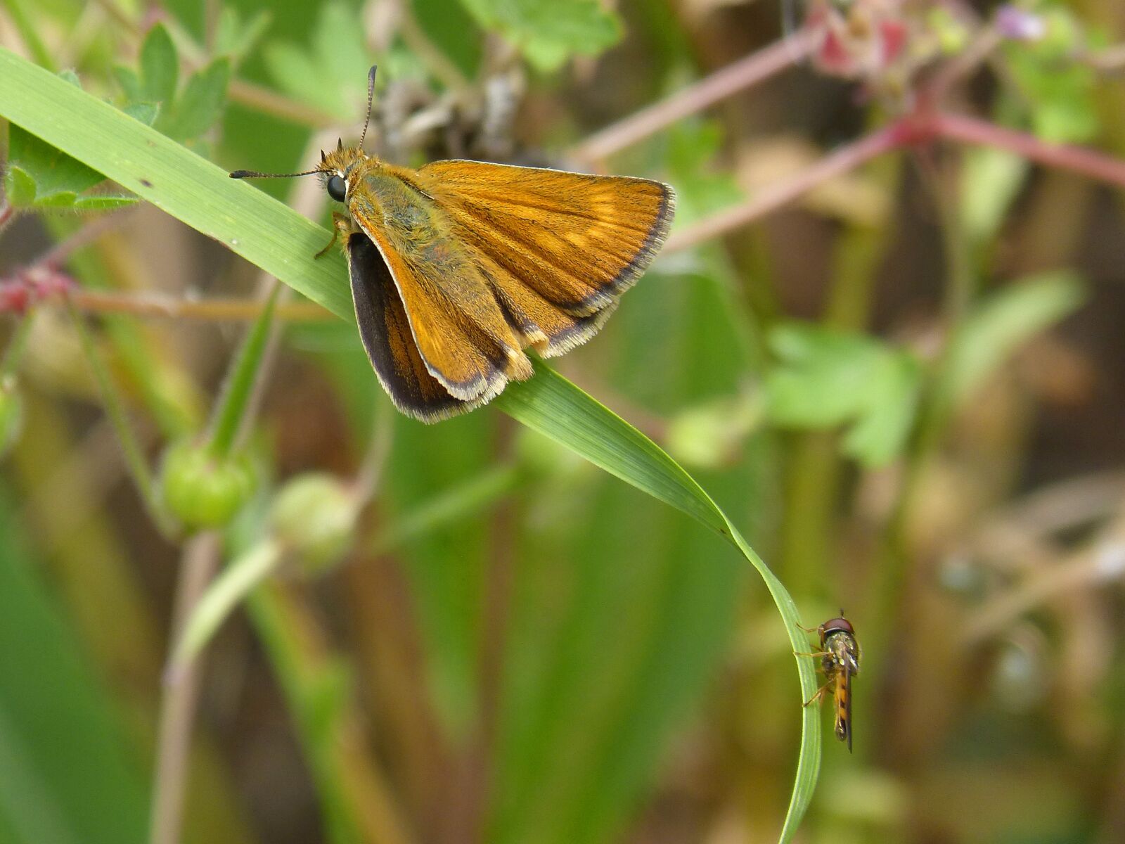 Panasonic DMC-FZ62 sample photo. Orange moth, butterfly, episyrphus photography