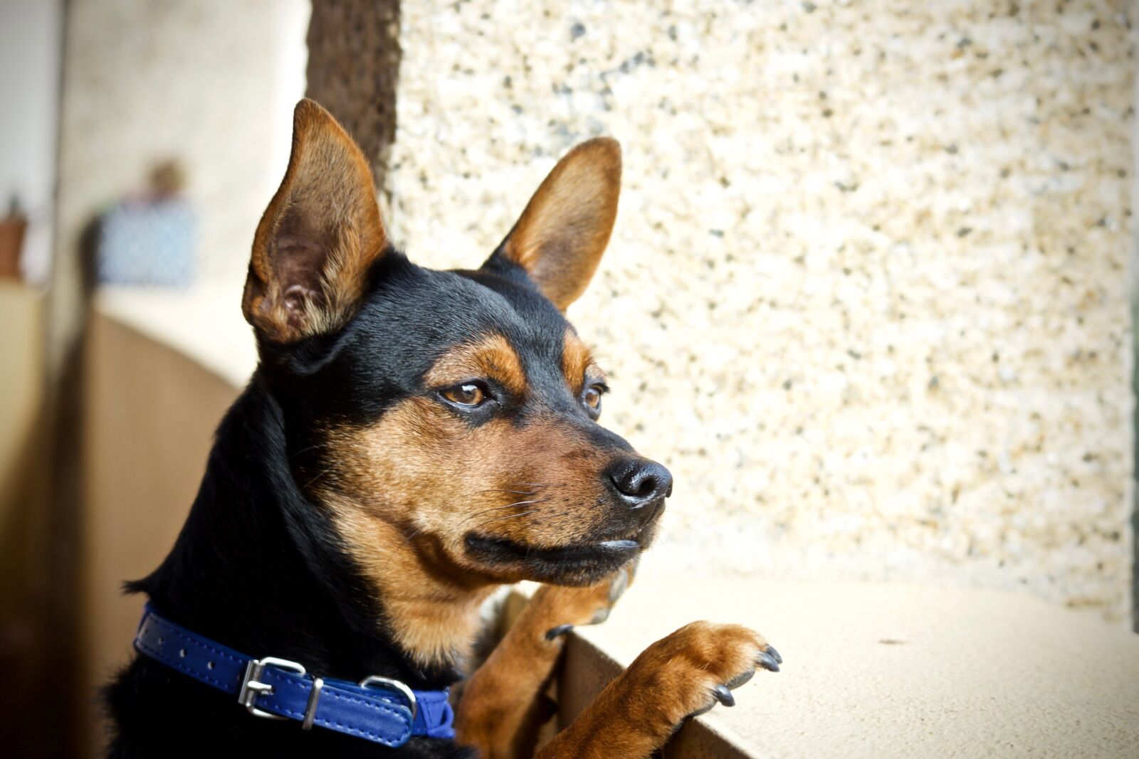 Canon EOS M sample photo. Dog, pinscher, look photography